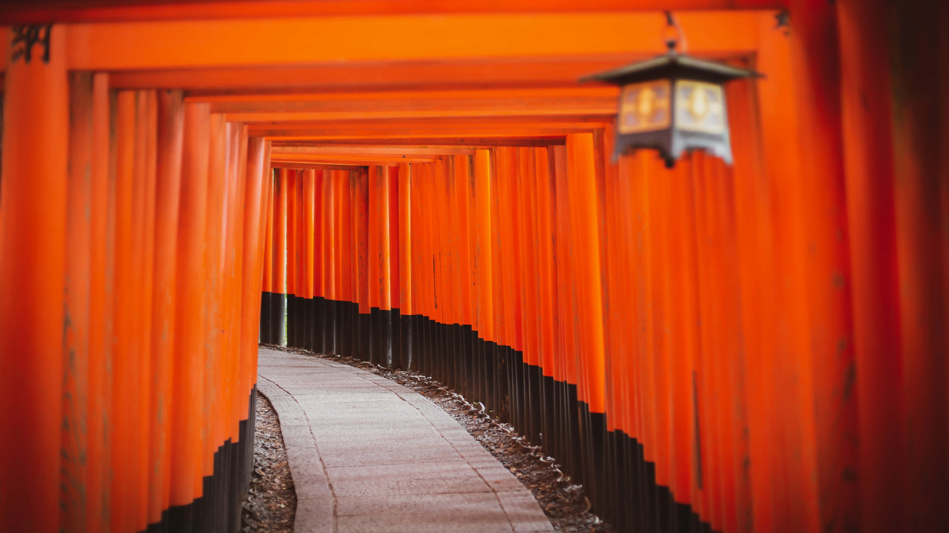 Shinto, vermilion torii gates, hanging lantern, 4K Desktop Wallpaper