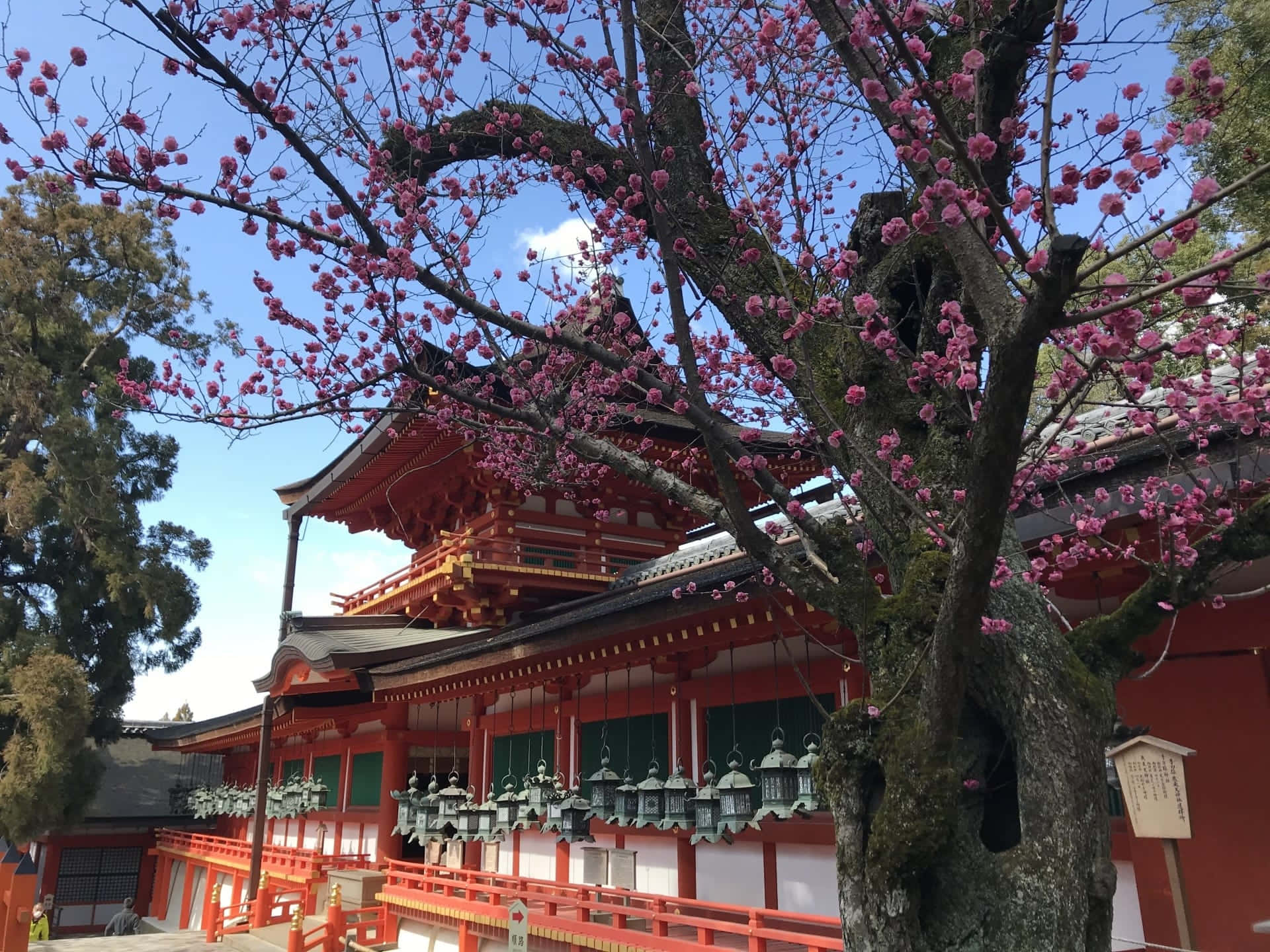 Shinto, red Japanese shrine, pink cherry blossoms, Full HD Desktop Wallpaper