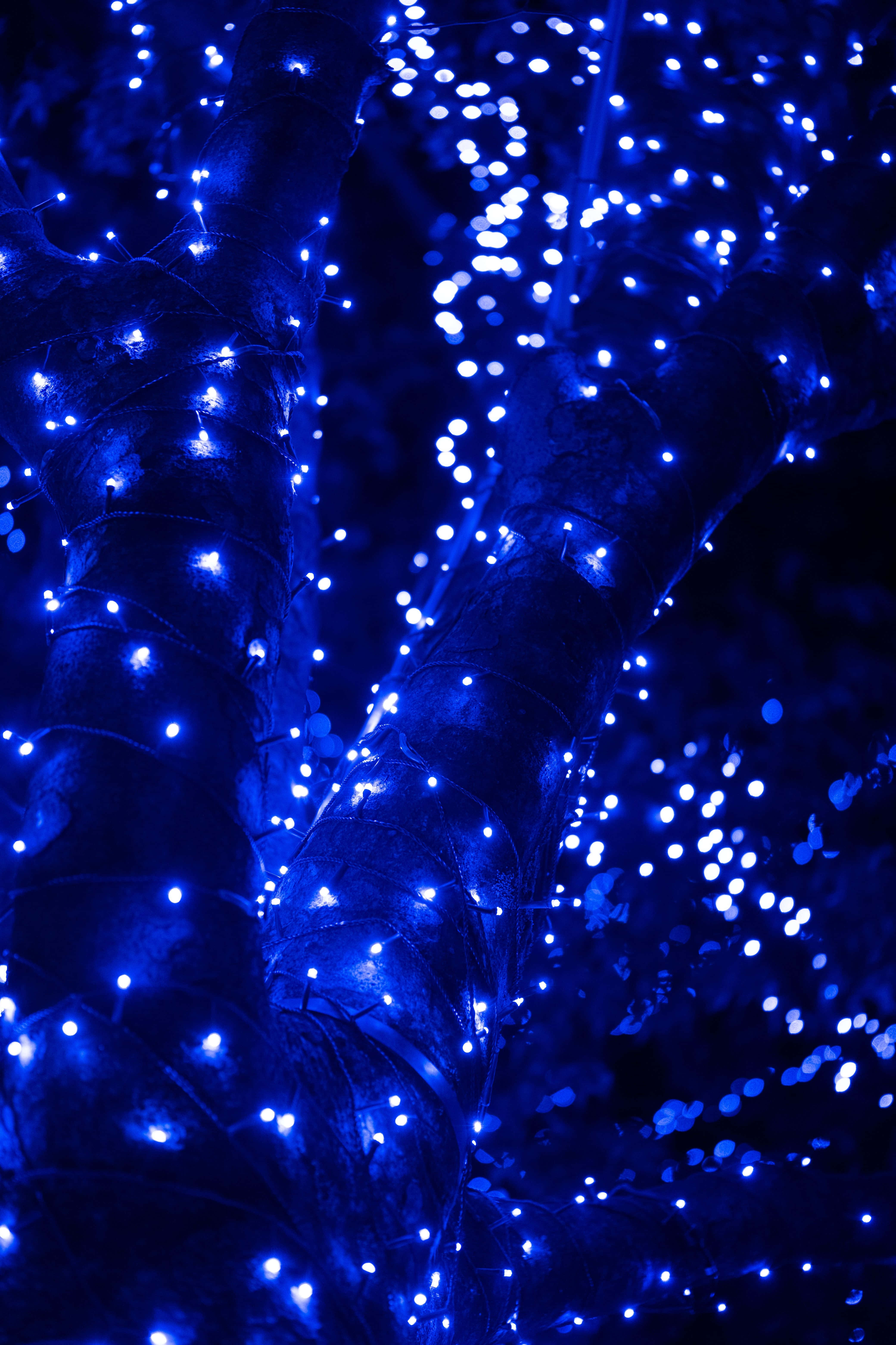 twinkling blue fairy lights, deep green tree branches, nighttime atmosphere, 5K Phone Wallpaper