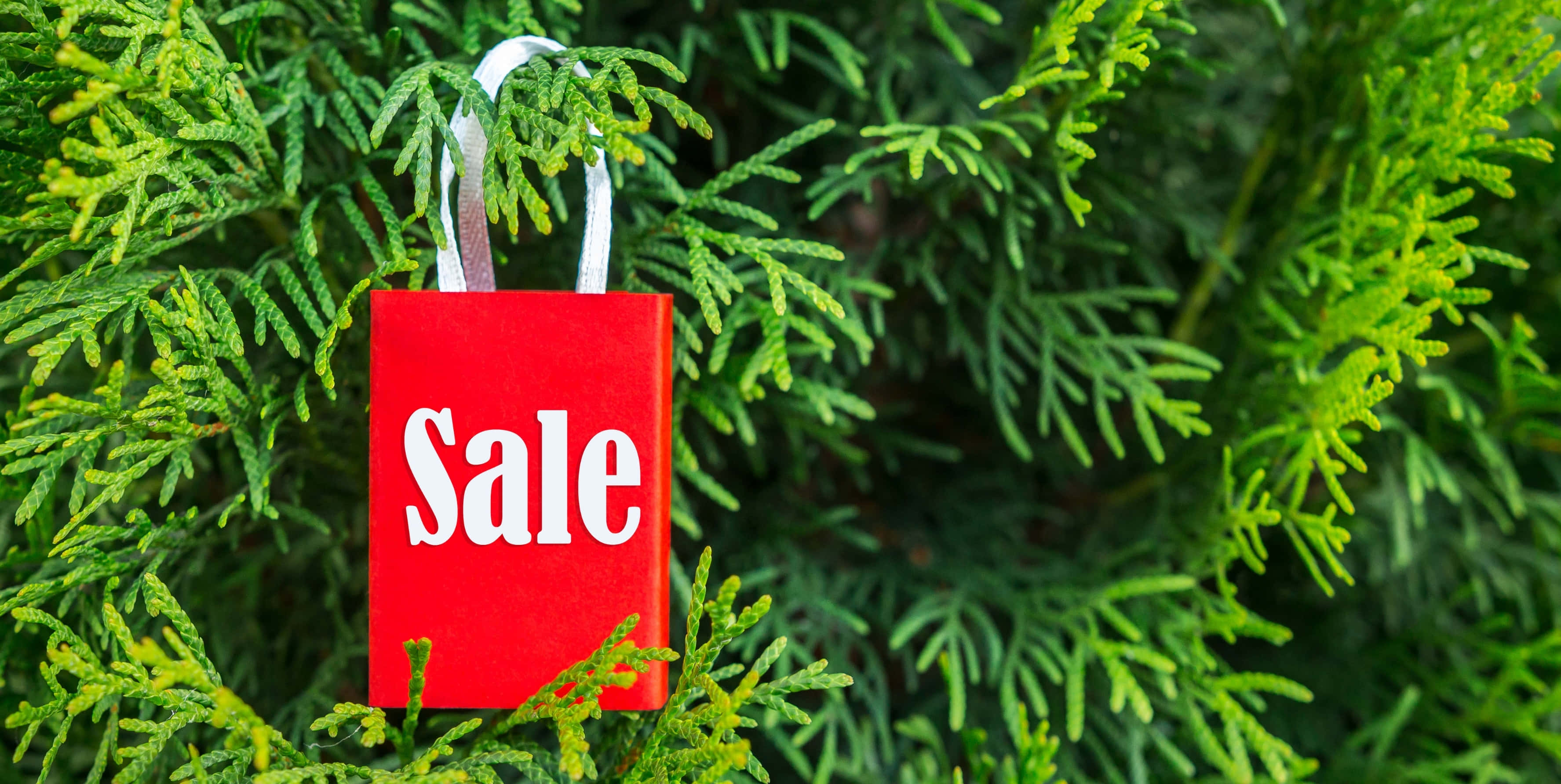 red sale bag, green tree branch, white handles, 2K Desktop Wallpaper