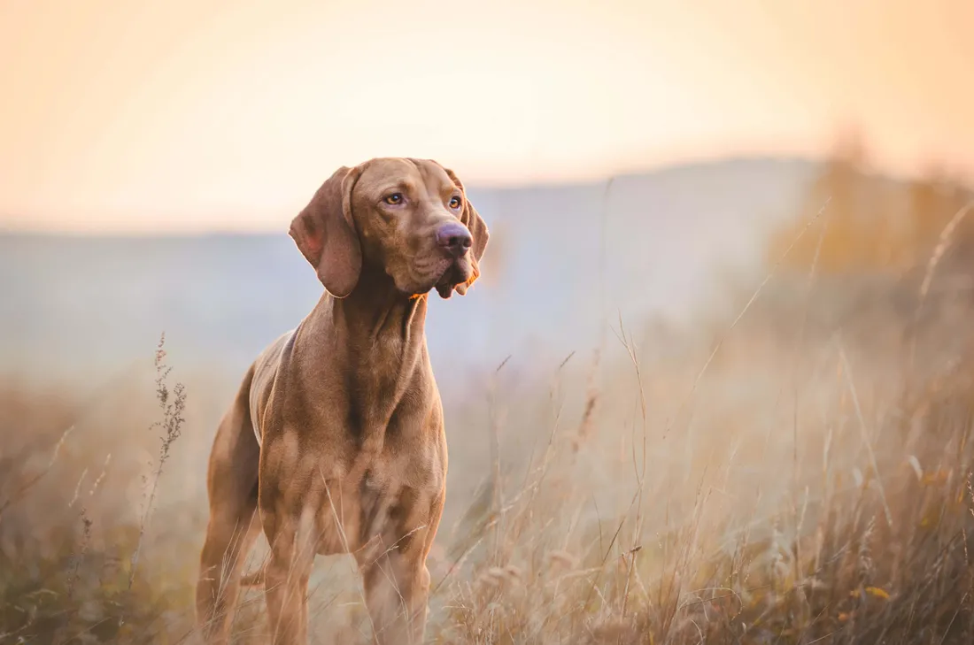 Short-haired Dog