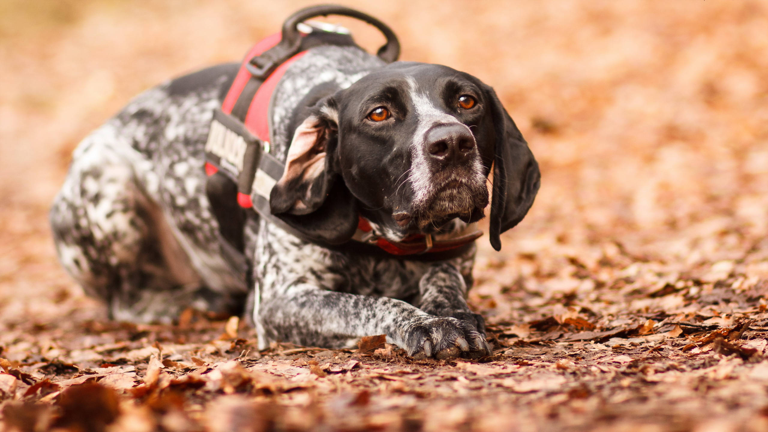 black and white spotted dog, red harness, carpet of autumn leaves, 2K Desktop Wallpaper