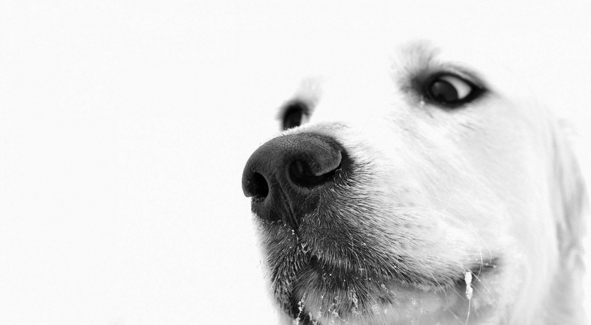 black and white dog, snowflakes on its muzzle, snowy background, Full HD Desktop Wallpaper