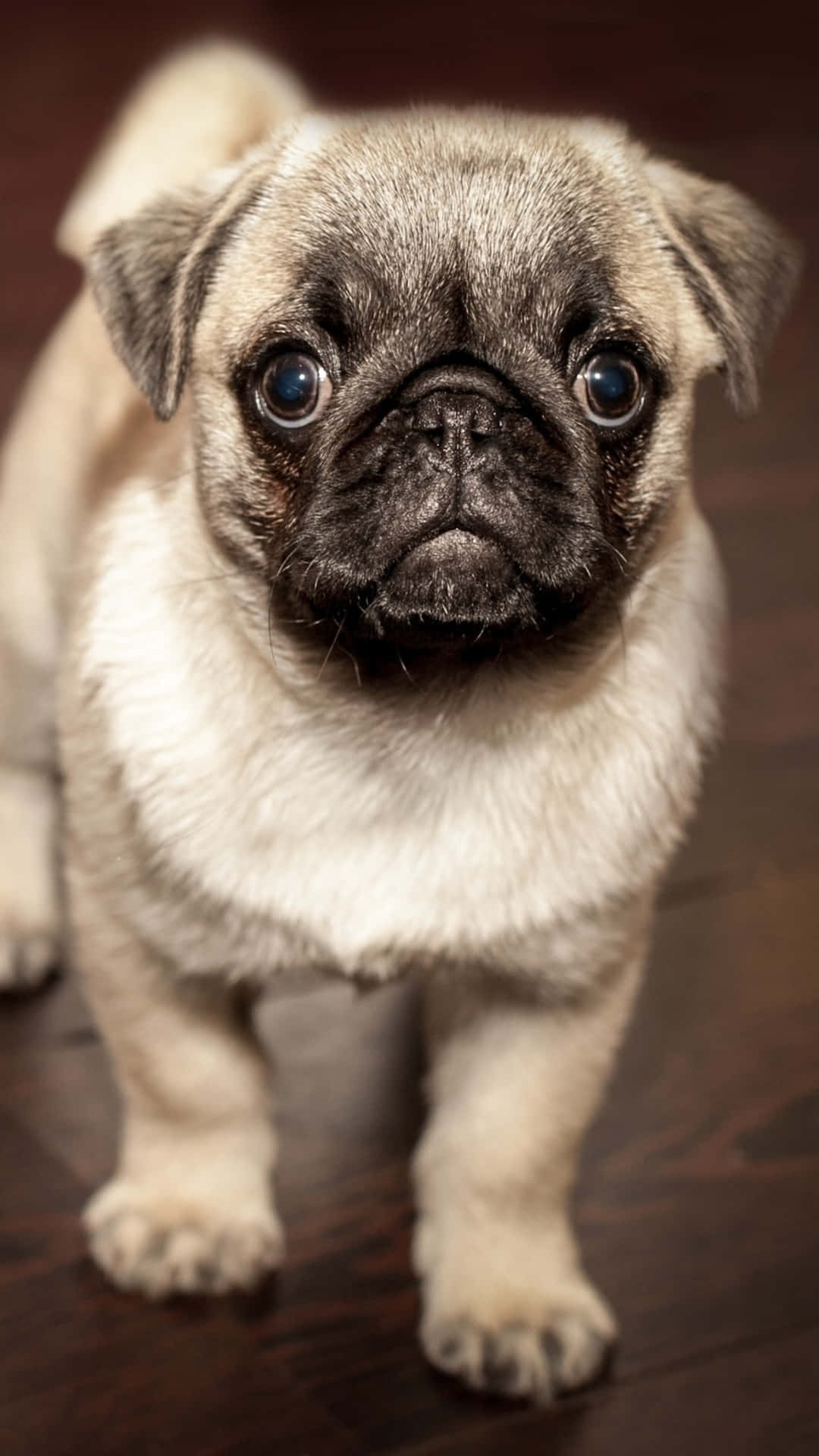 pug, fluffy fawn pug puppy, wide blue eyes, Full HD Phone Wallpaper