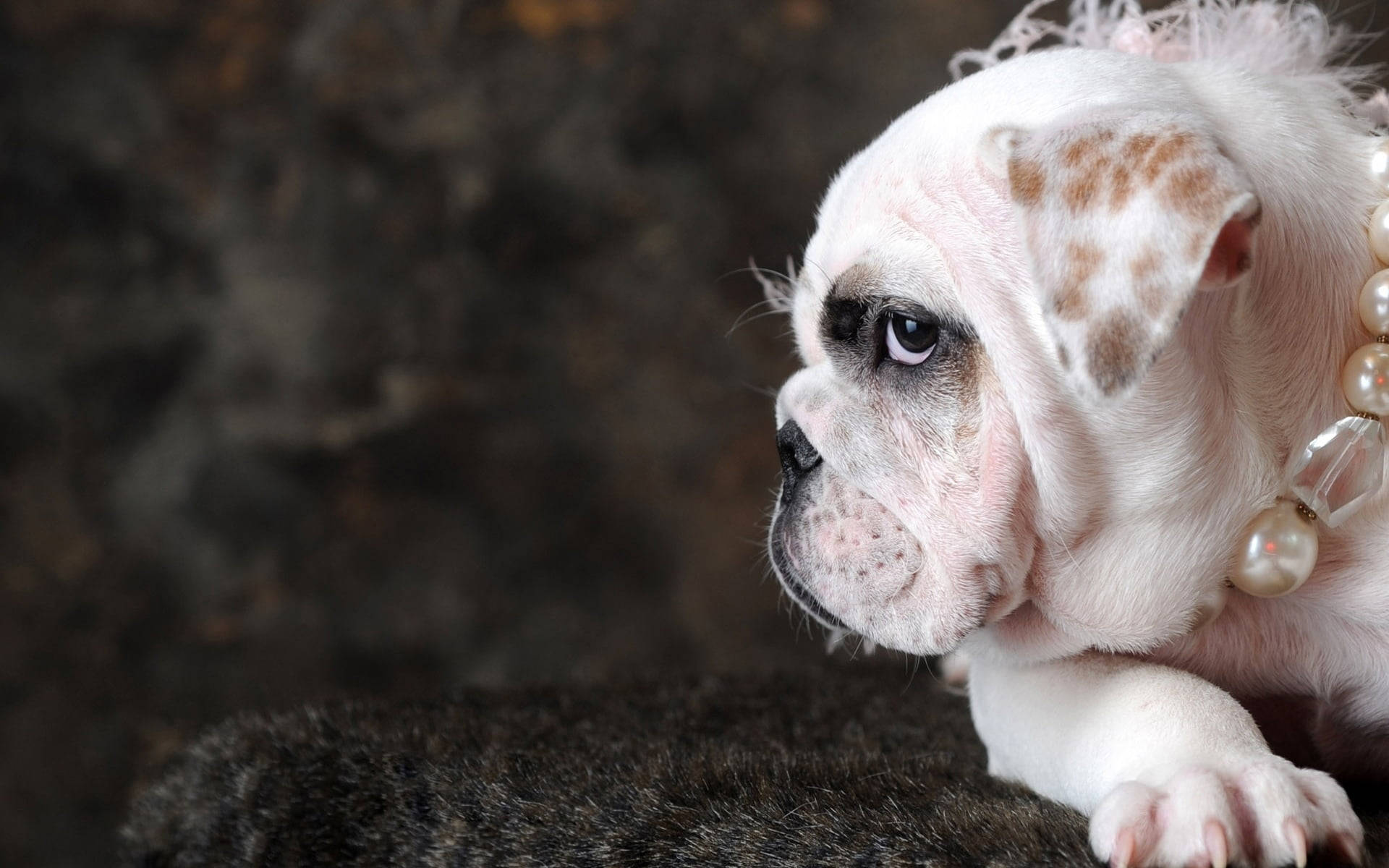 pearly english bulldog, white bulldog puppy, brown spots, Full HD Desktop Wallpaper