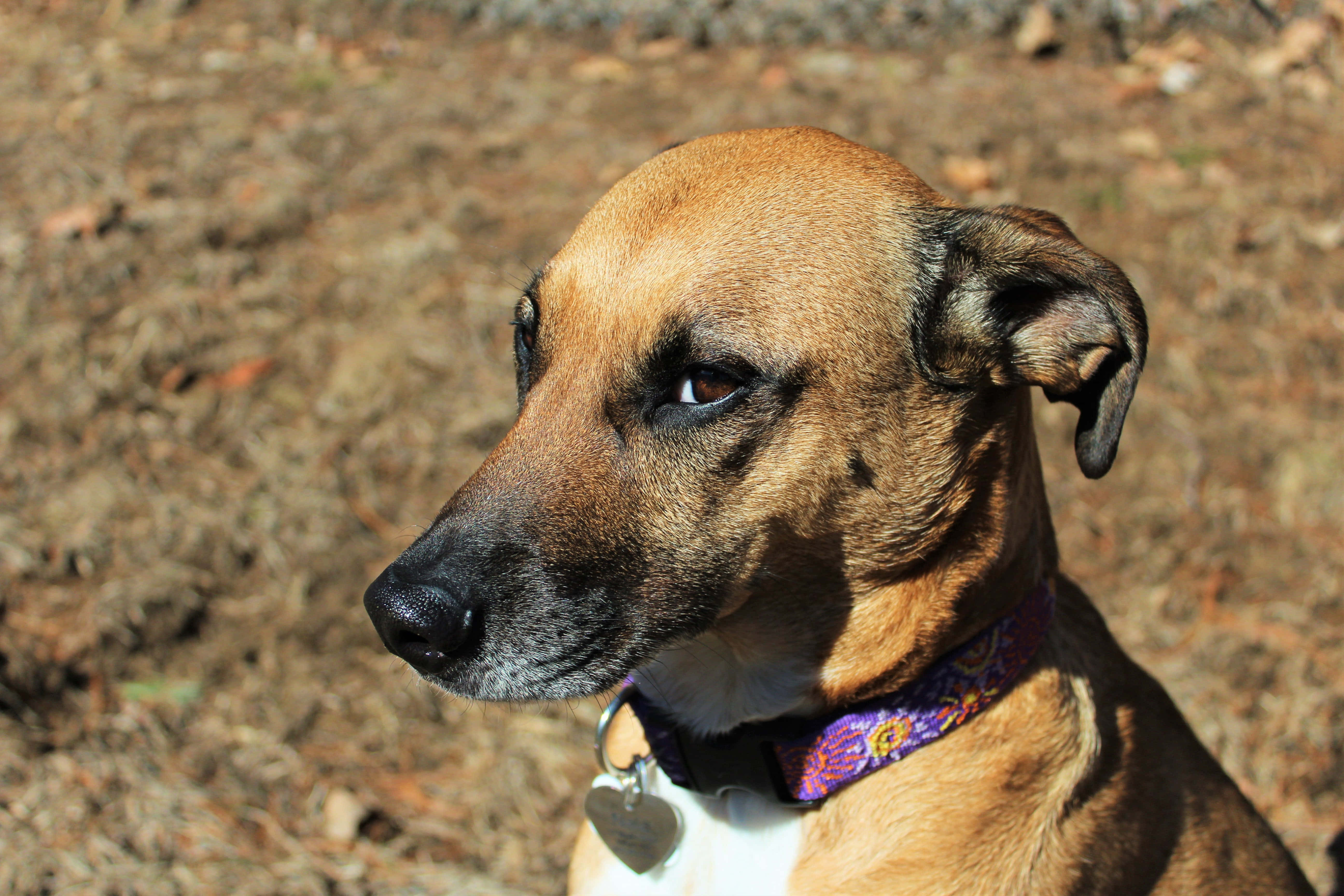 brown dog, floppy ears, purple floral collar, 5K Desktop Wallpaper