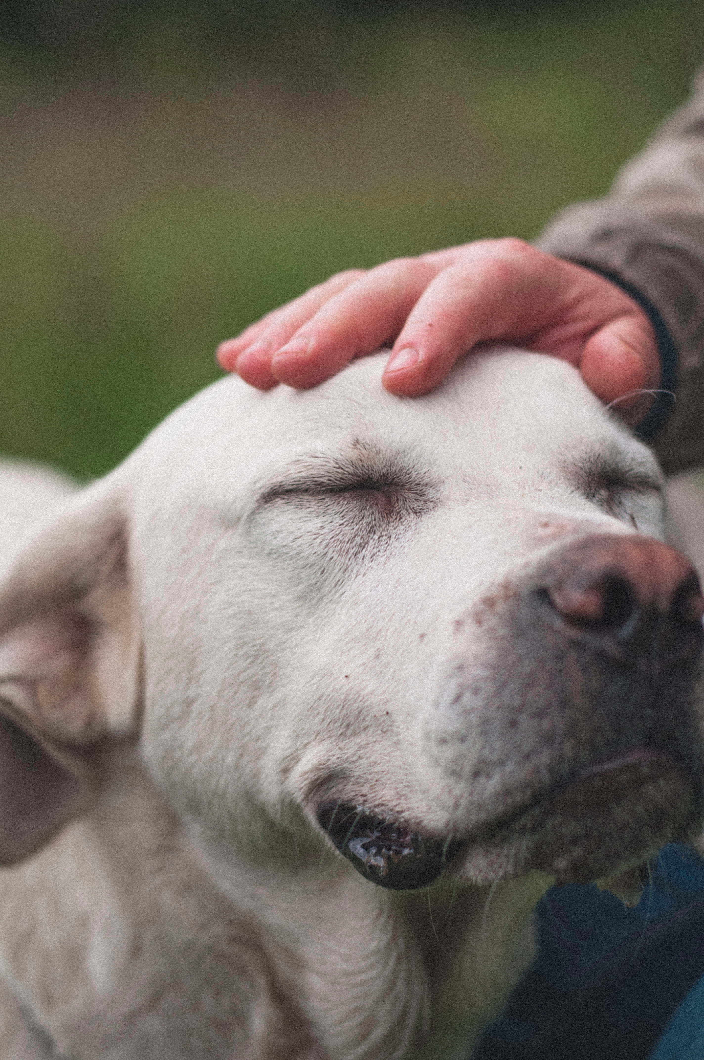 white dog, eyes closed, gentle hand petting its head, 4K Phone Wallpaper