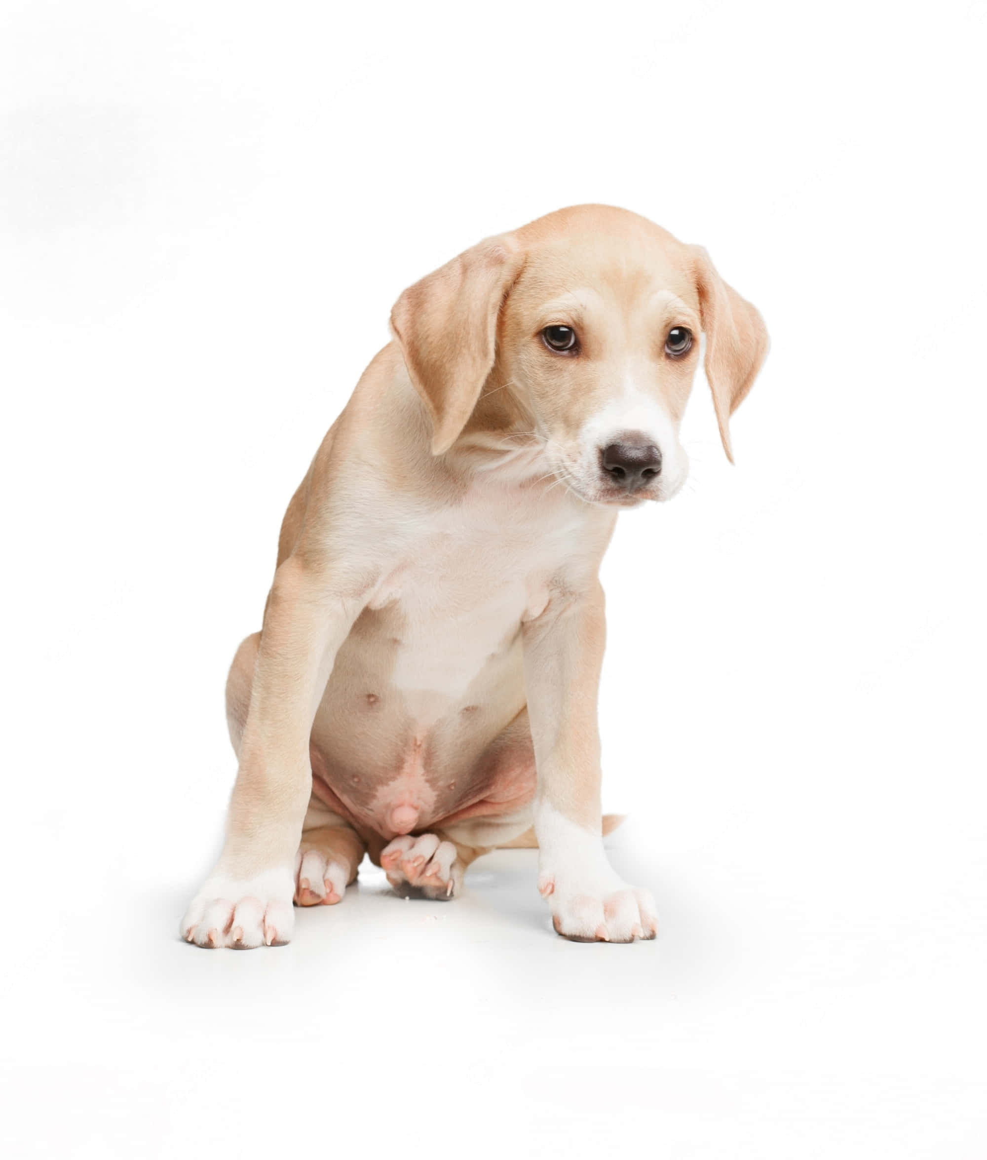 Agile Short-haired Dog, light brown, floppy ears, Full HD Phone Wallpaper