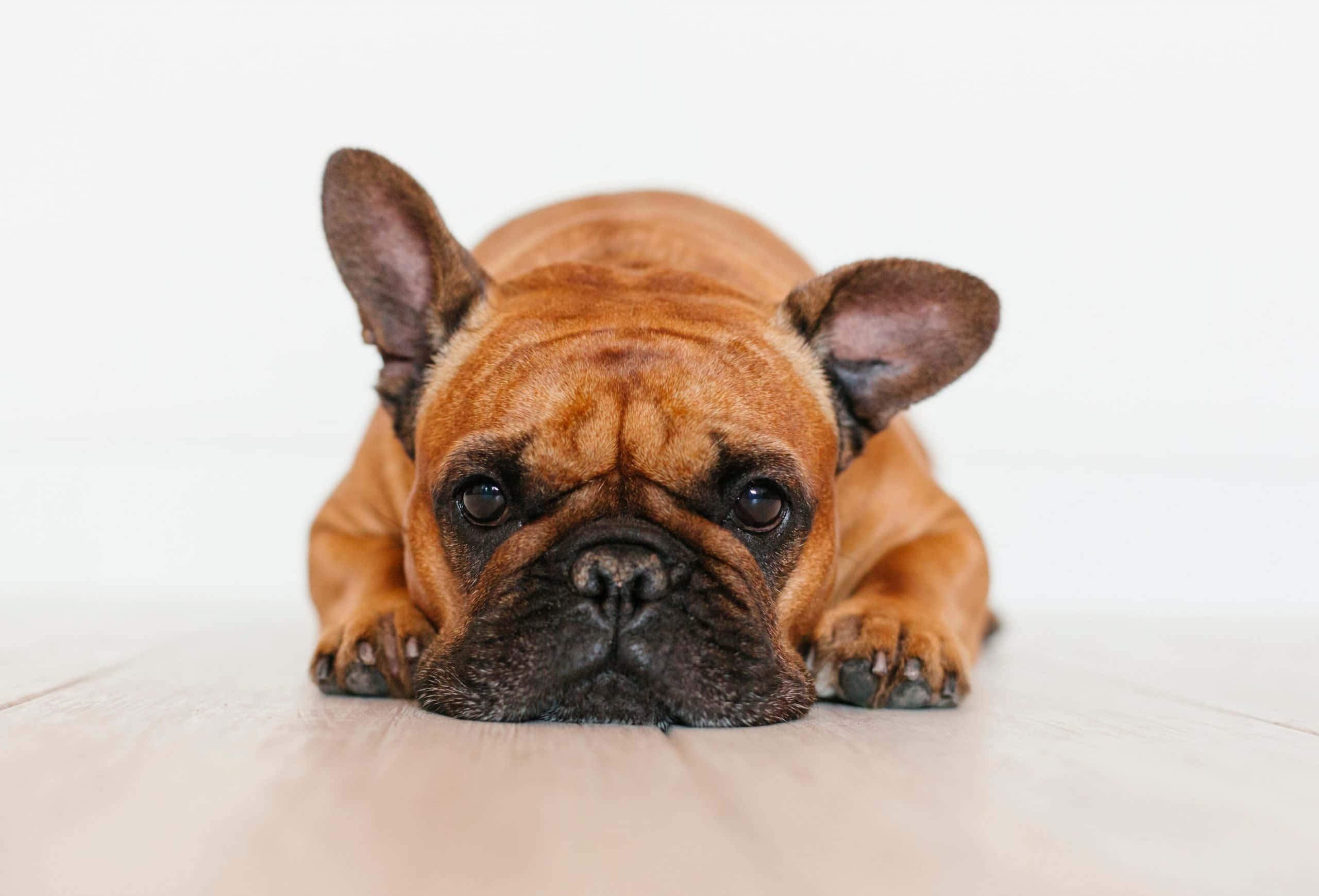 brown French bulldog, light wooden floor, large expressive eyes, 2K Desktop Wallpaper