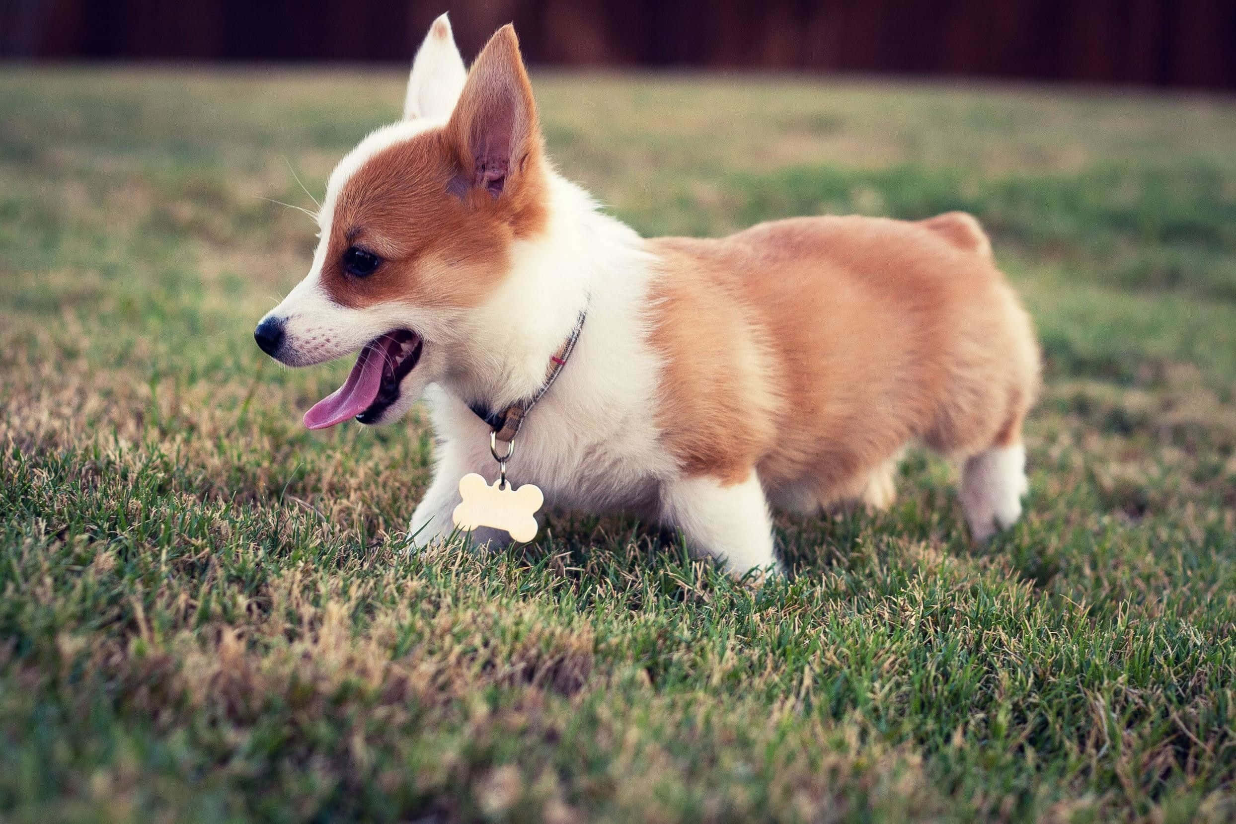 corgi, perky ears, bone tag, Full HD Desktop Wallpaper