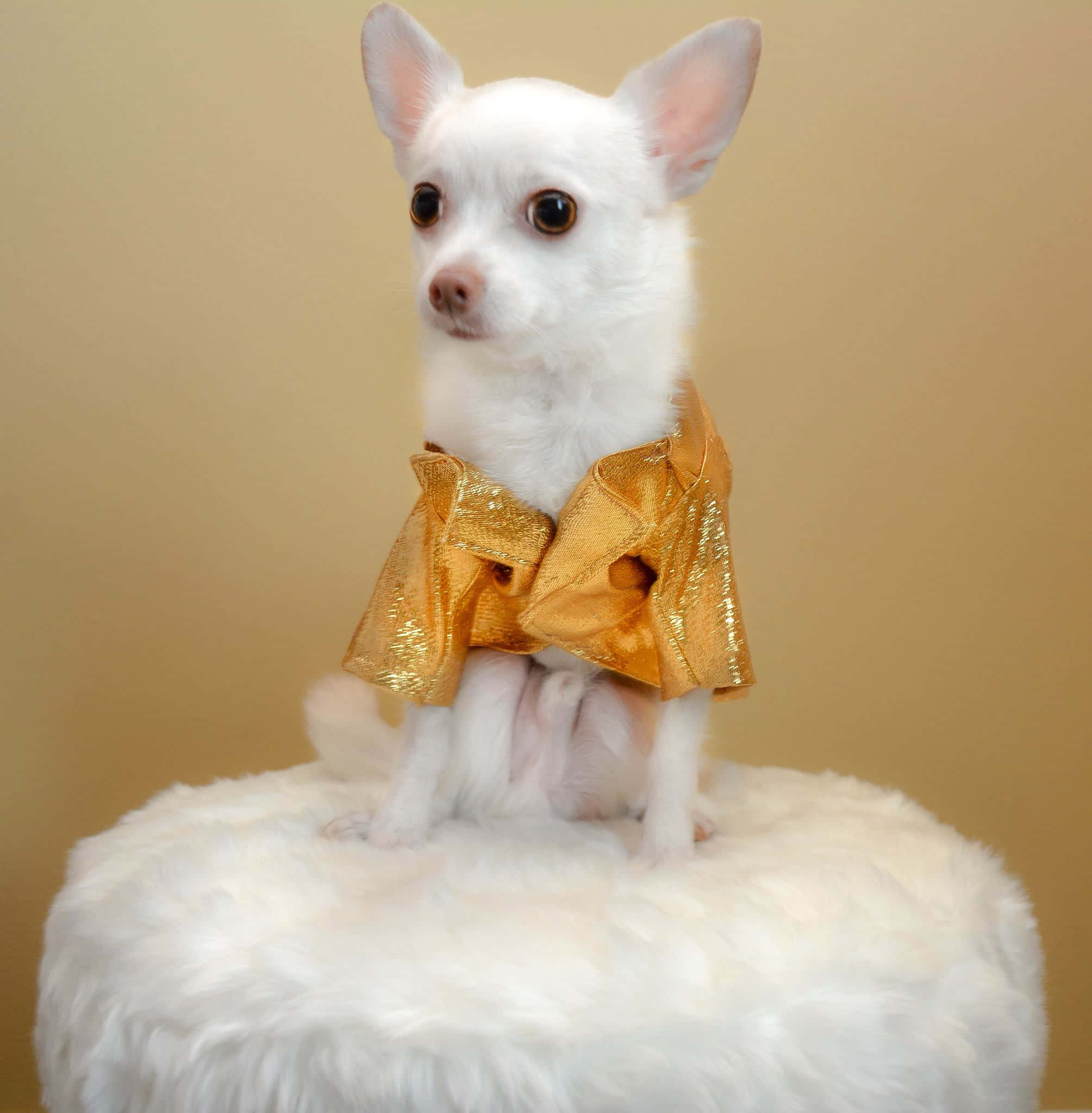 white chihuahua, shiny gold jacket, fluffy white ottoman, Full HD Phone Wallpaper