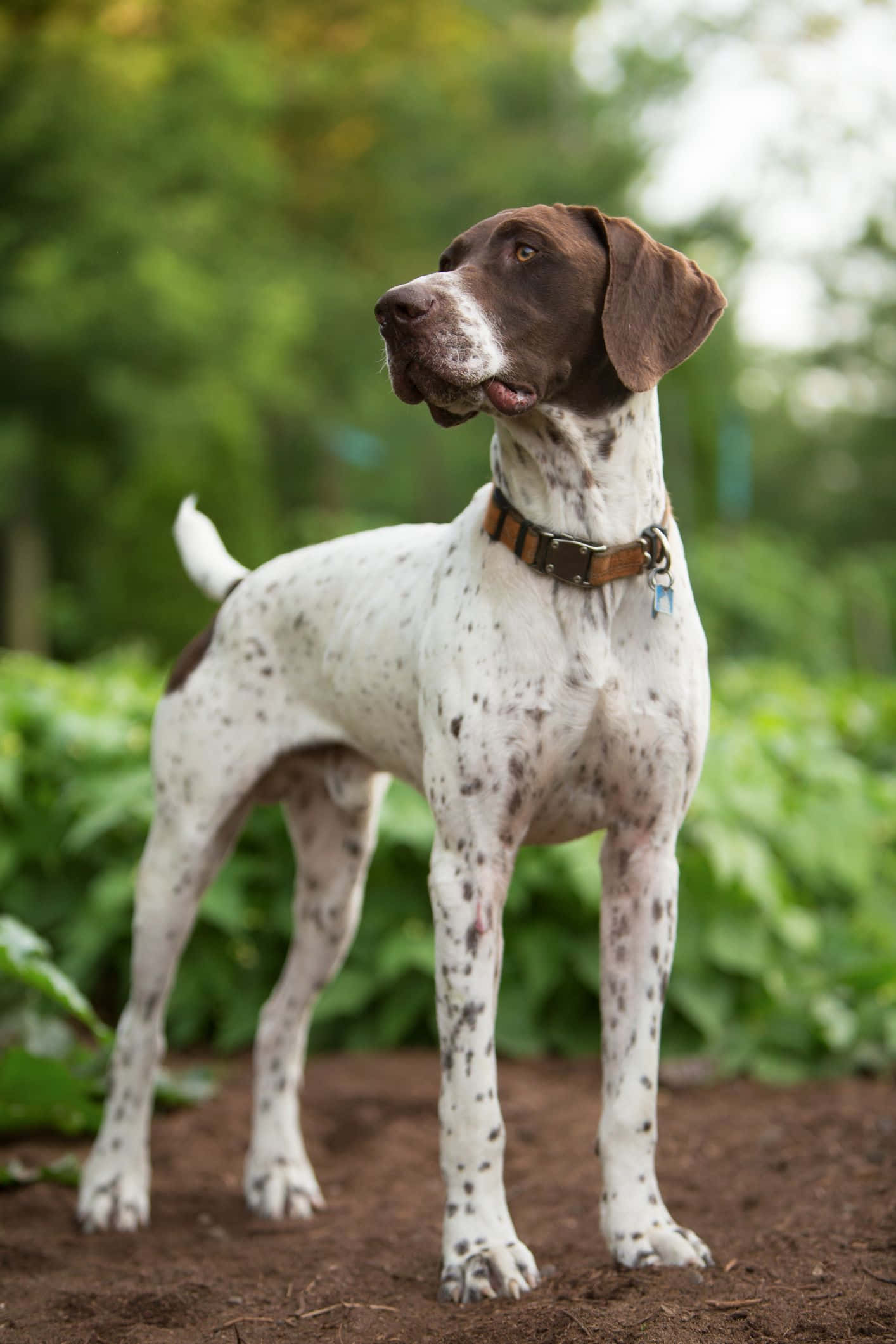 white and brown spotted pointer, lush green garden, focused gaze, Full HD Phone Wallpaper