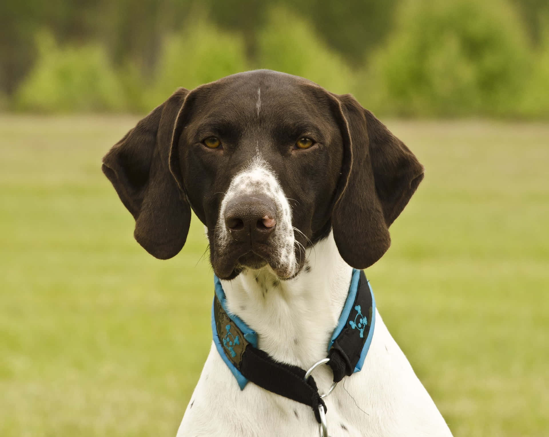 brown and white hunting dog, floppy ears, blue harness, Full HD Desktop Wallpaper