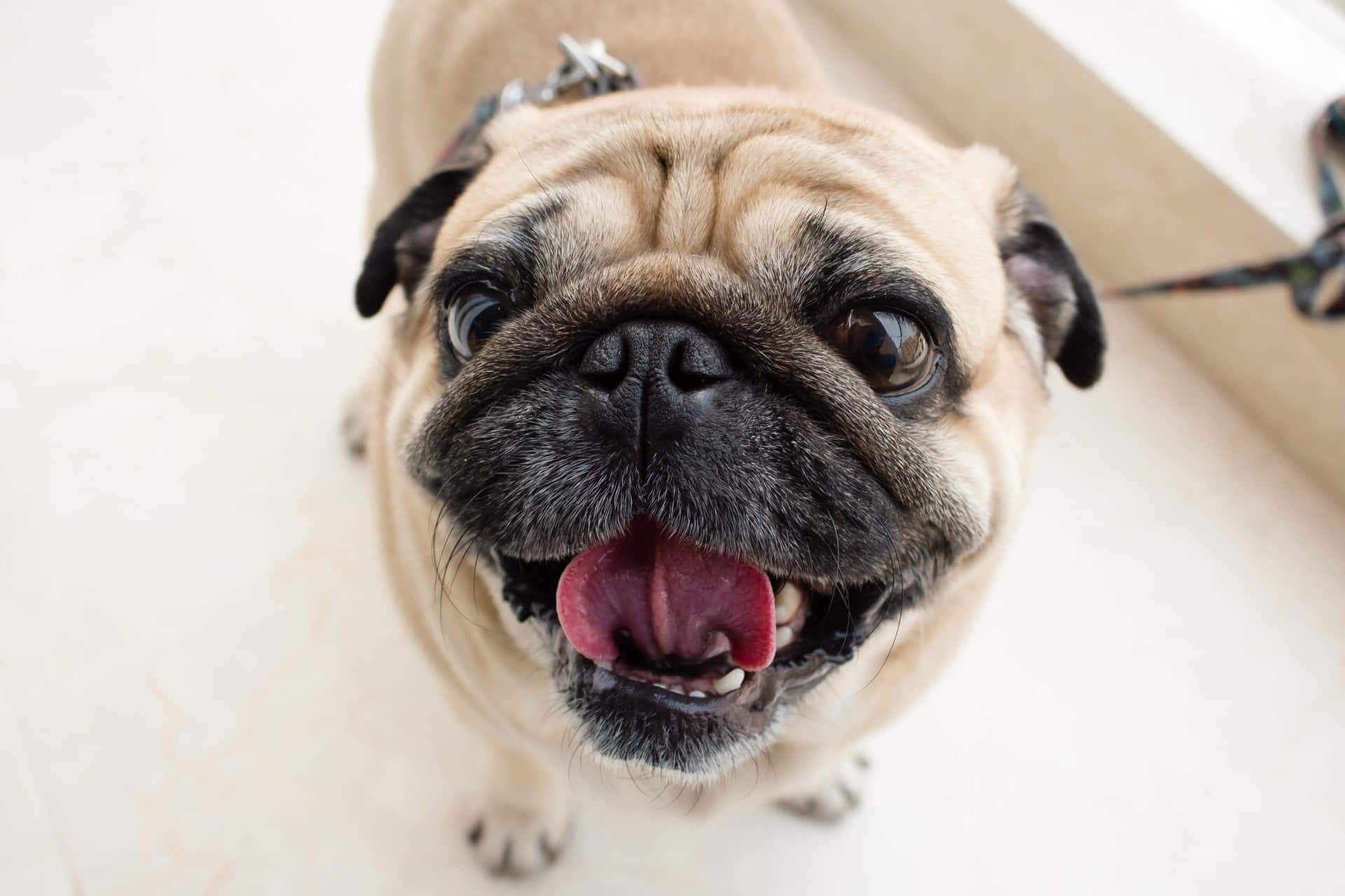 pug, light floor, outdoor sunshine, Full HD Desktop Wallpaper