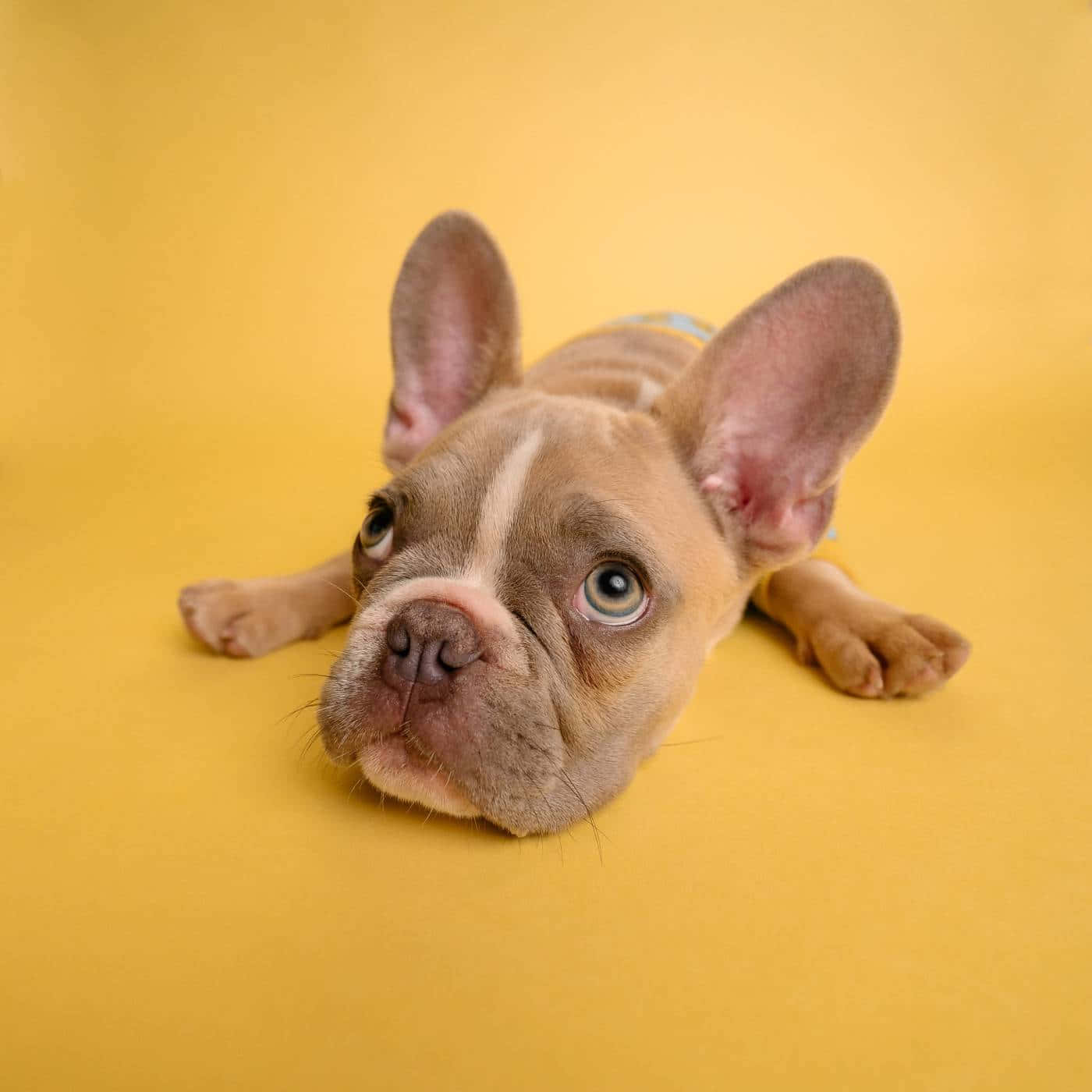 French bulldog puppy, big blue eyes, solid yellow background, HD Desktop Wallpaper