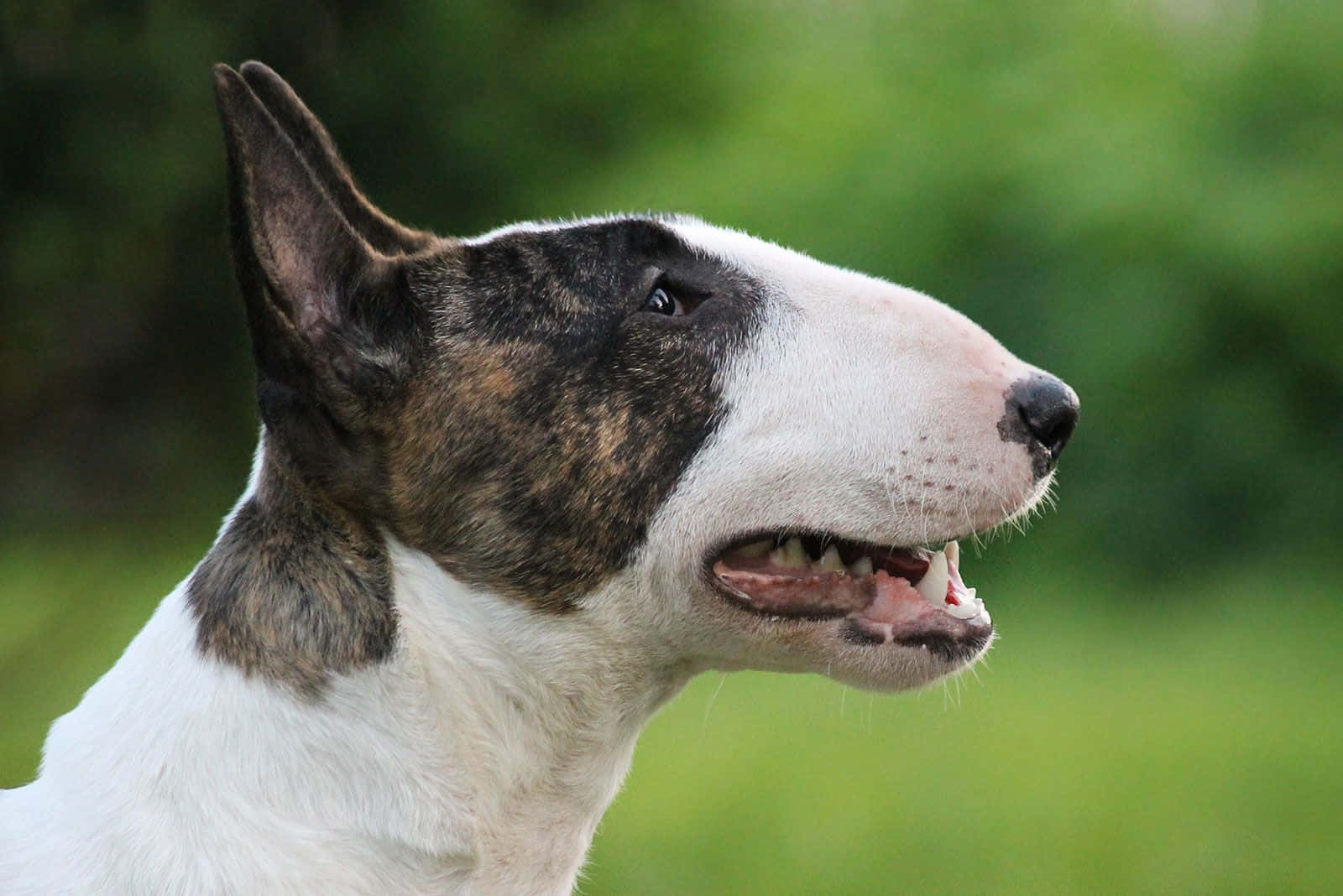 brindle and white bull terrier, alert ears, open mouth, HD Desktop Wallpaper