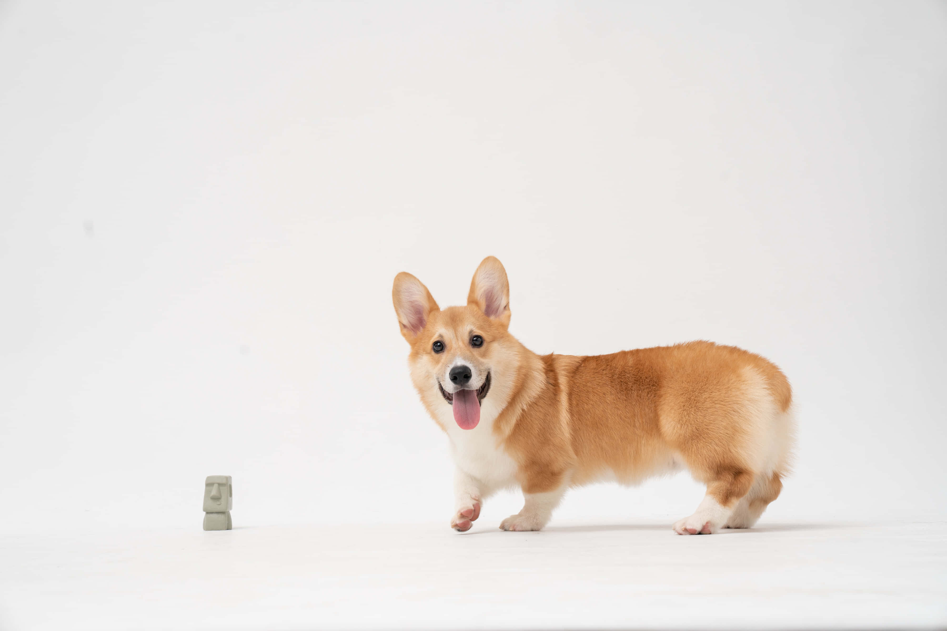tan and white corgi, white floor, small stone moai figurine, 2K Desktop Wallpaper