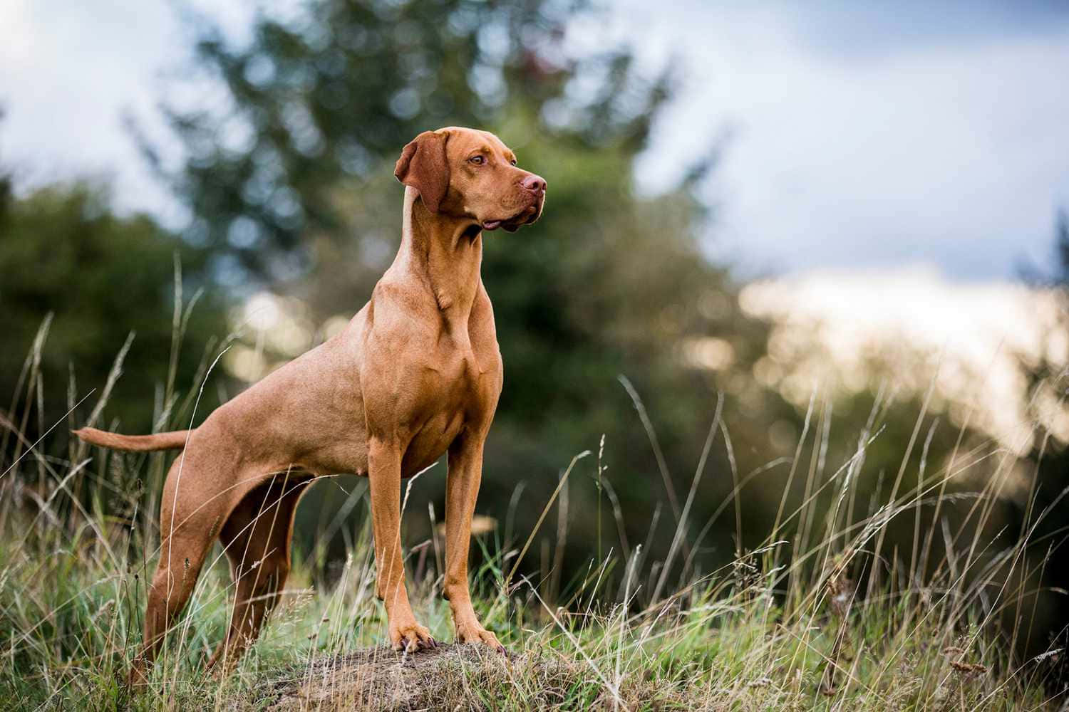 tan Vizsla, tall grass, trees, HD Desktop Wallpaper