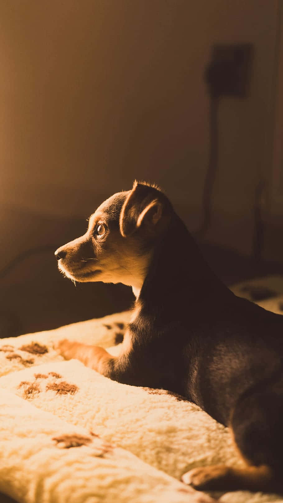 warm golden light, textured blanket, single window, HD Phone Wallpaper