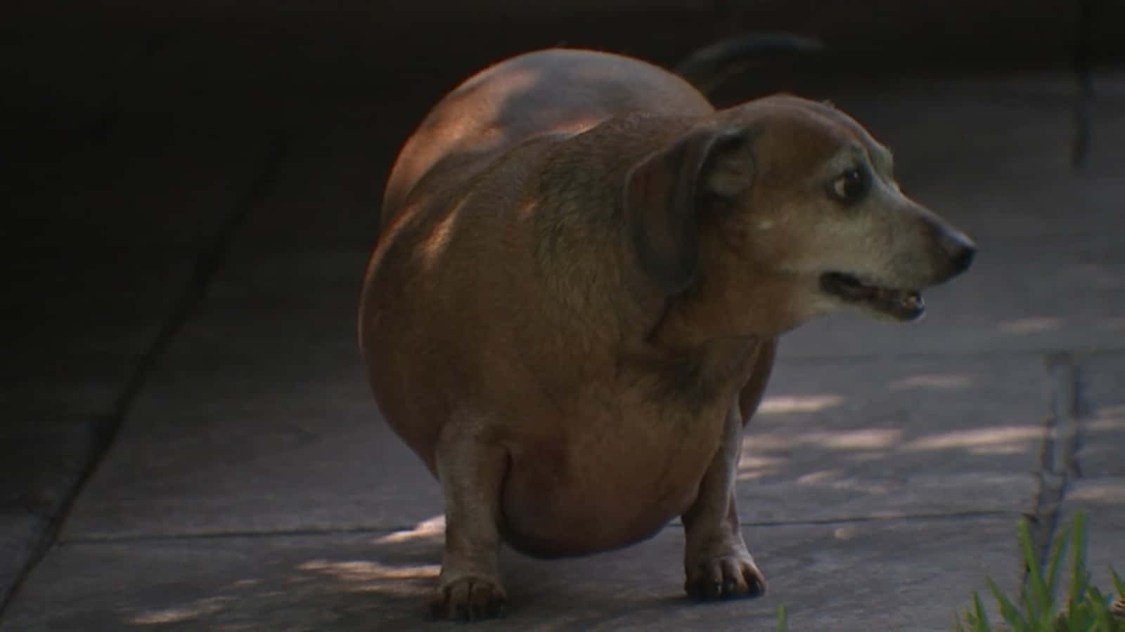 brown dachshund, sunlit concrete path, dappled shadows, HD Desktop Wallpaper