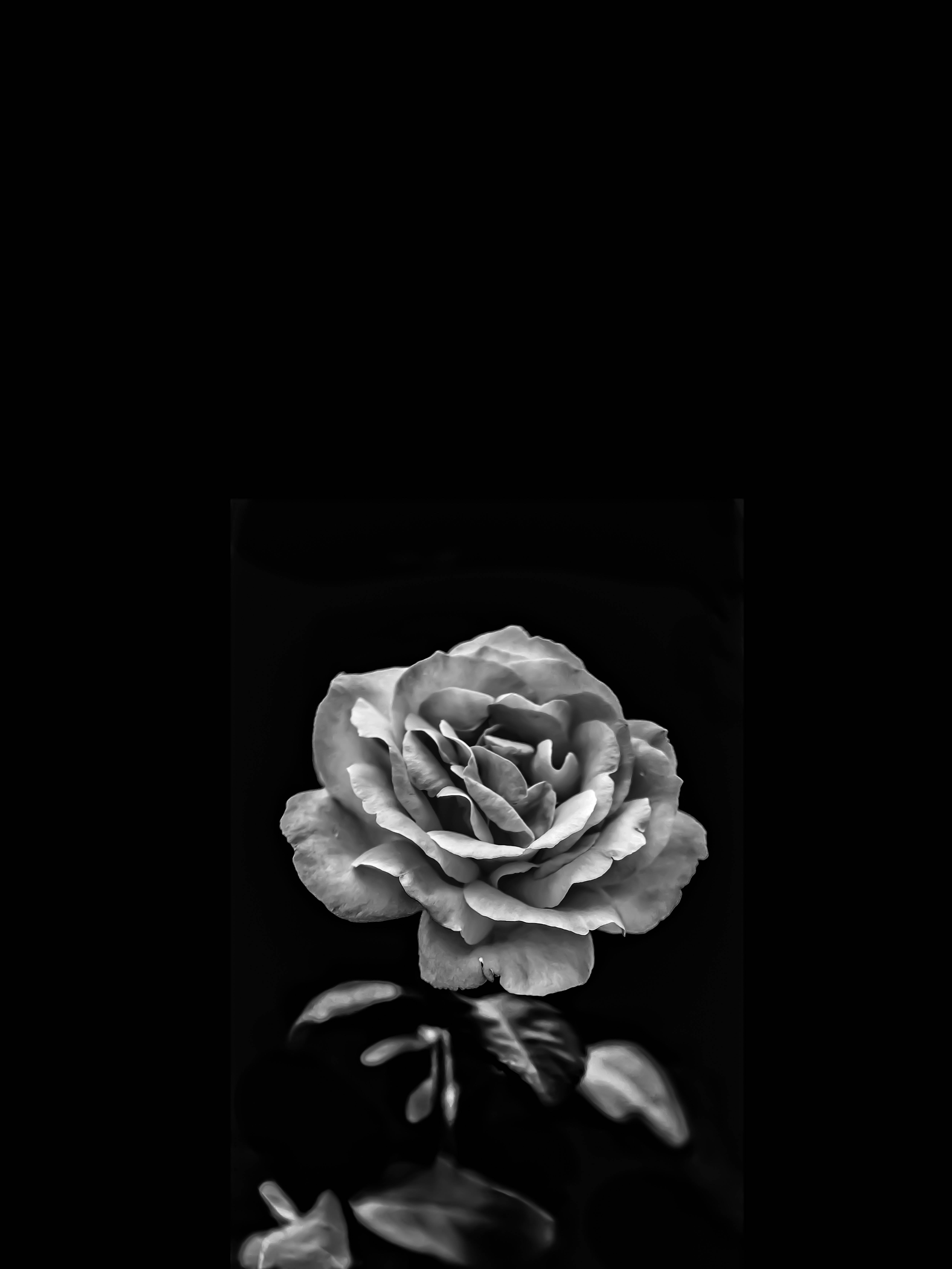 greyscale shot by blumen, monochrome rose, intricate petals, 5K Phone Wallpaper