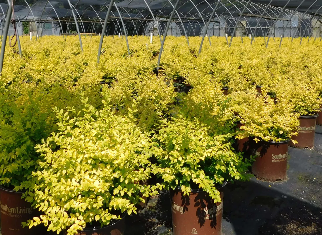 Shrubs