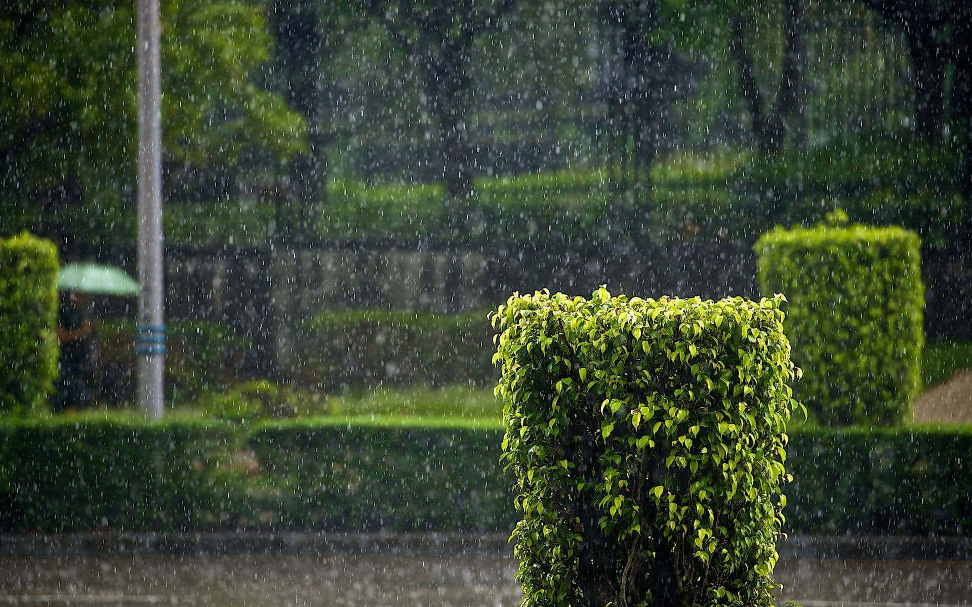 hedge shrubs, rain, lush green park, Full HD Desktop Wallpaper