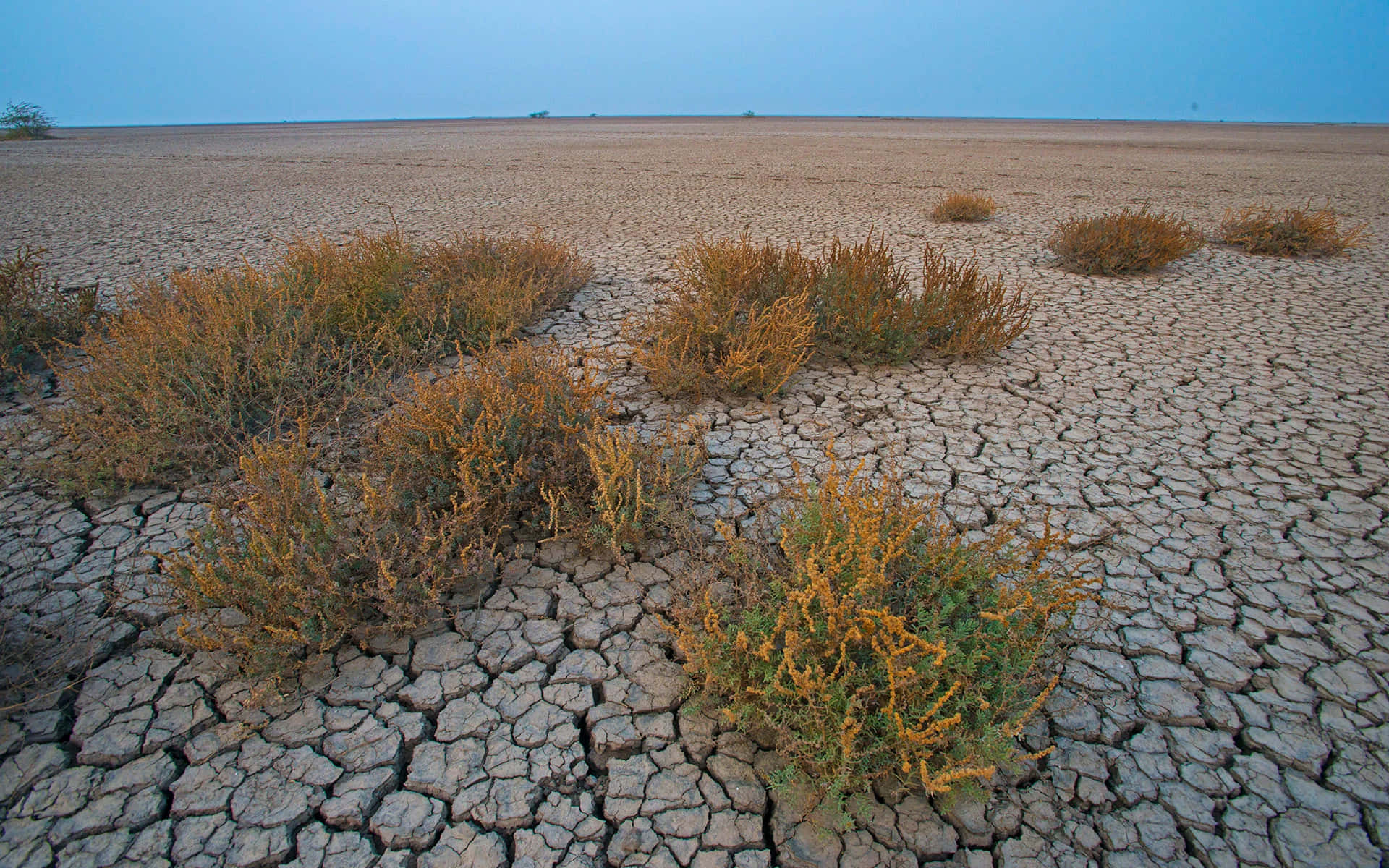 vast dried mud plain, cracked earth field, dry shrubs, Full HD Desktop Wallpaper