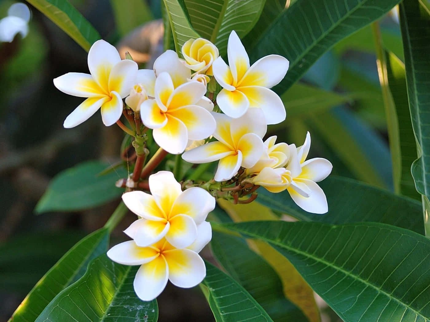white plumeria flower shrubs, plumeria flowers, white and yellow plumeria flowers, HD Desktop Wallpaper