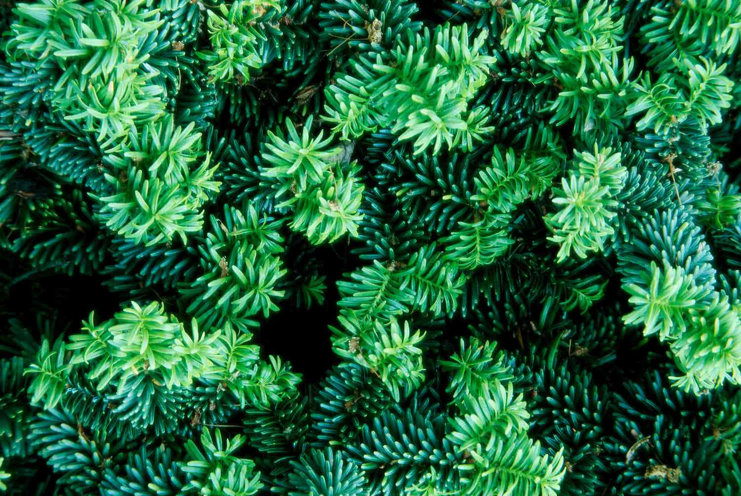 green yew shrubs, dense vibrant green, sharp texture, HD Desktop Wallpaper