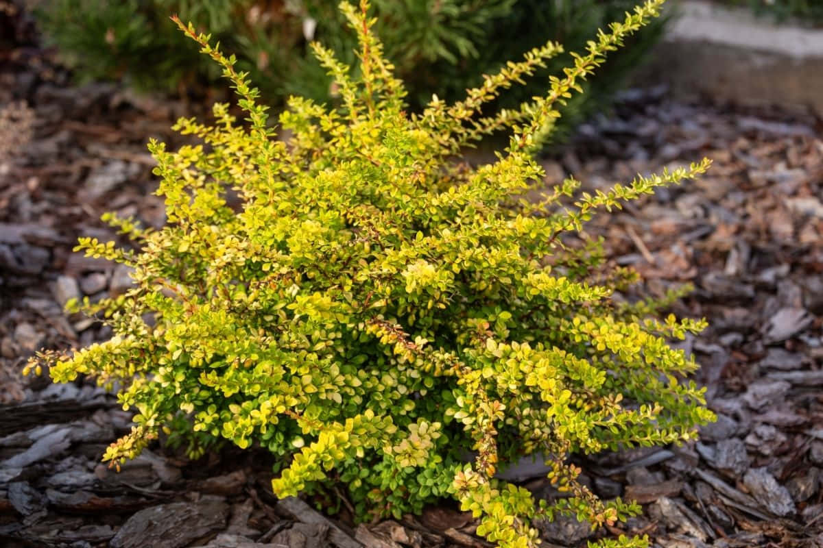 yellow japanese barberry, flower bed, dark brown mulch, SD Desktop Wallpaper