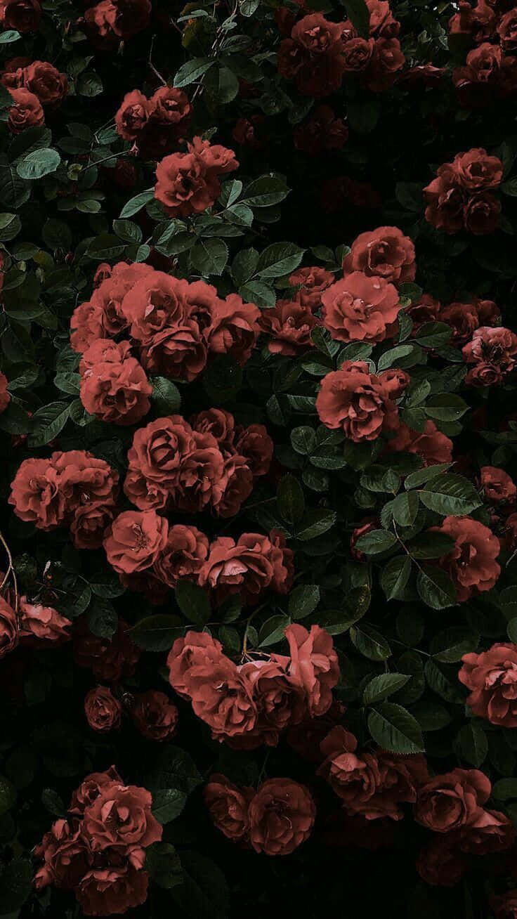 red rose aesthetic, deep red roses, dark green leaves, HD Phone Wallpaper