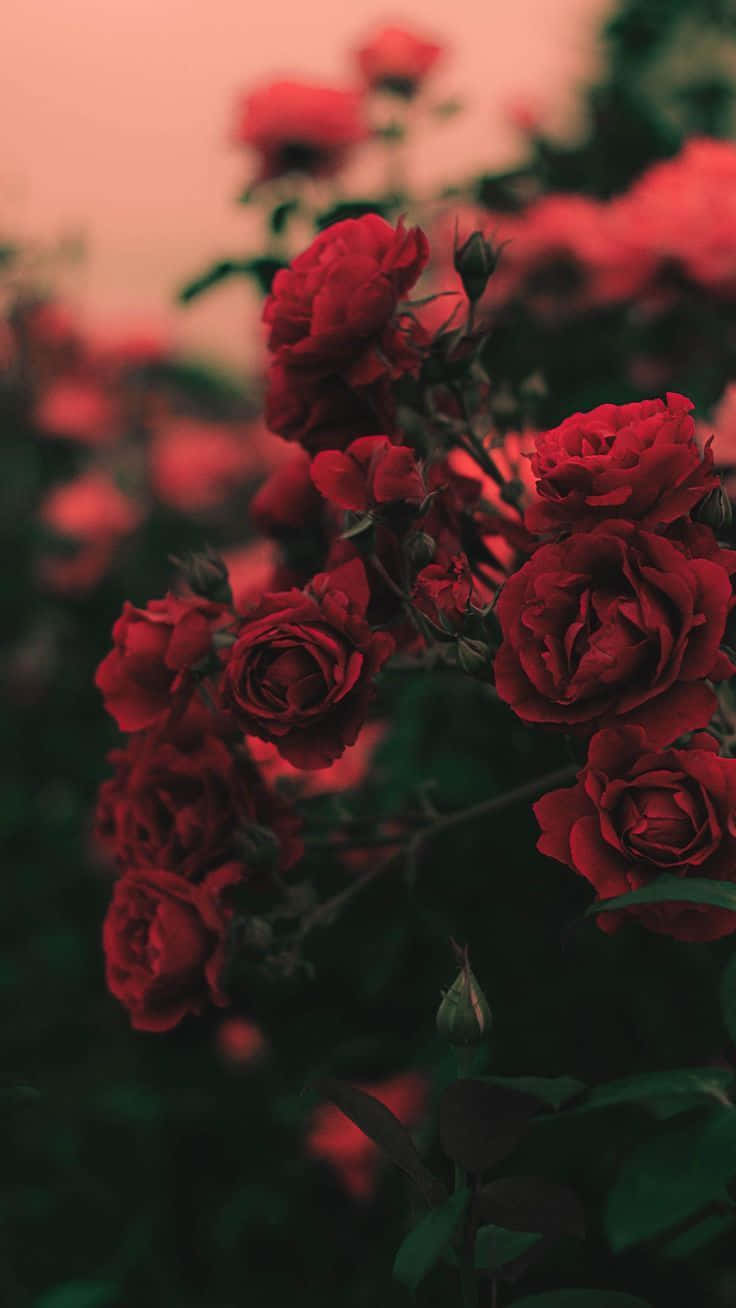 Red Rose Aesthetic, Lightroom Preset, vibrant red roses, HD Phone Wallpaper