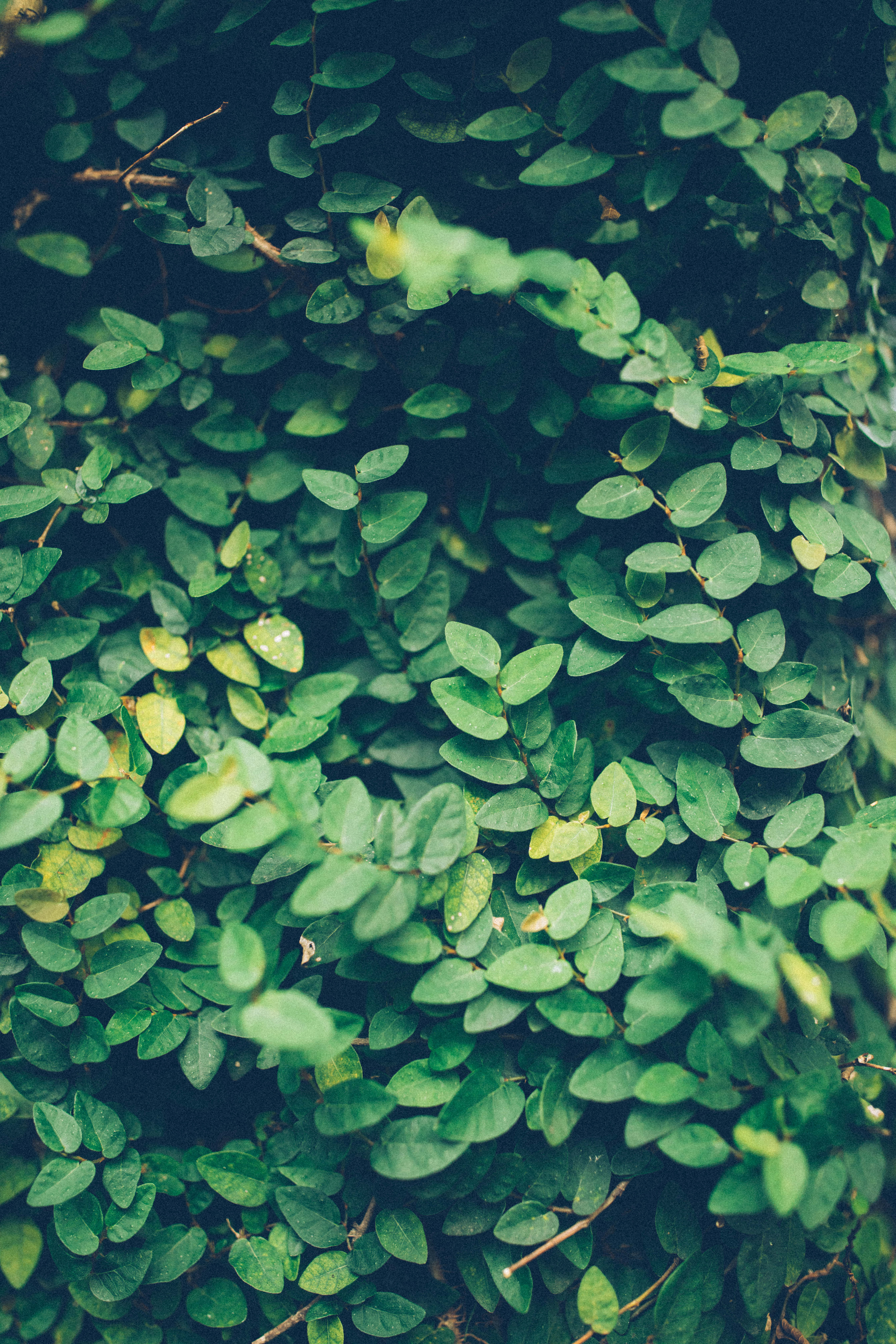 thick green and yellow shrubs, vibrant green leaves, subtle yellow highlights, 5K Phone Wallpaper