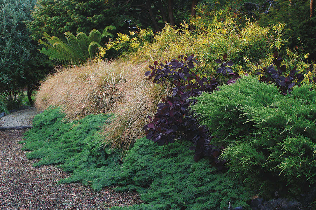Wind Grass Garden, golden ornamental grasses, purple leafed plants, SD Desktop Wallpaper