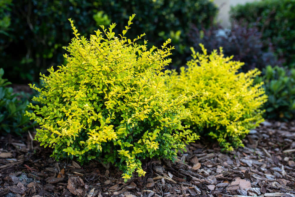 yellow green ligustrum ovalifolium, dense foliage, dark mulch, SD Desktop Wallpaper