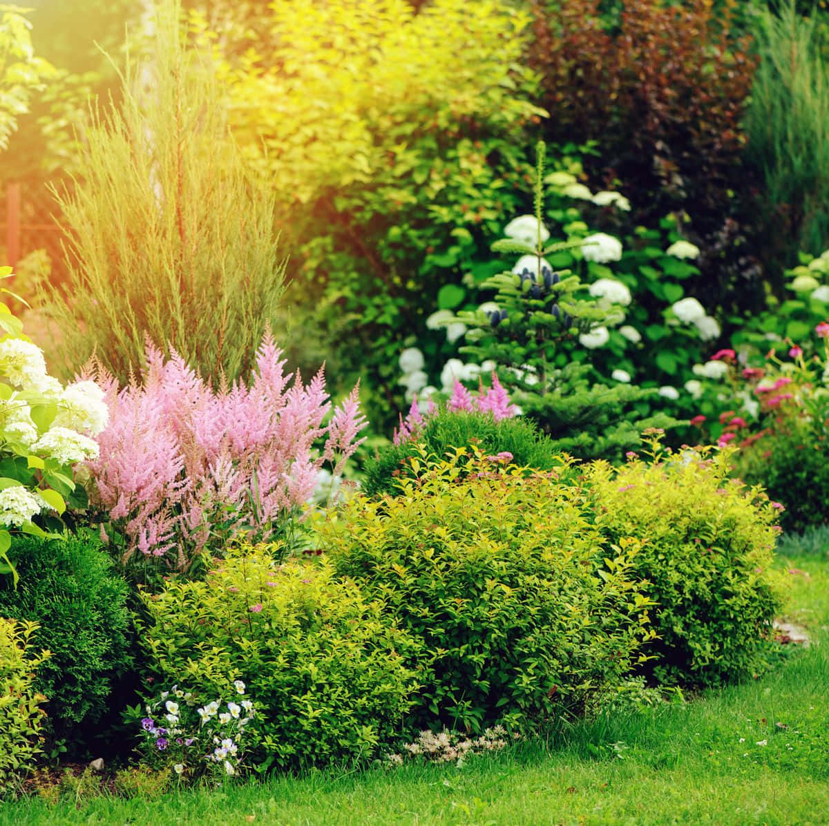 yellow spirea, pink astilbe, white hydrangeas, SD Desktop Wallpaper