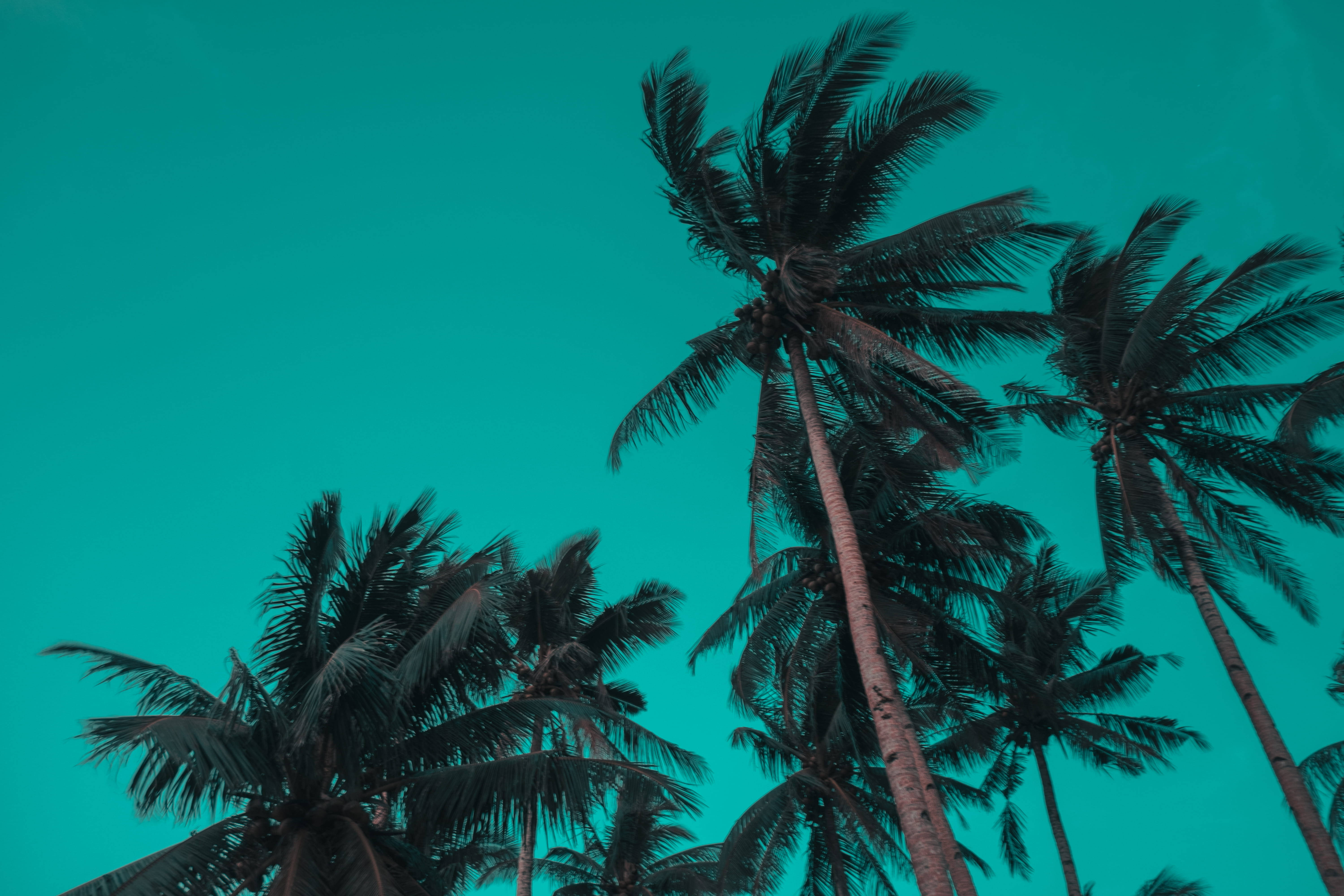 Siargao Island, palm trees, vivid teal sky, 5K Desktop Wallpaper