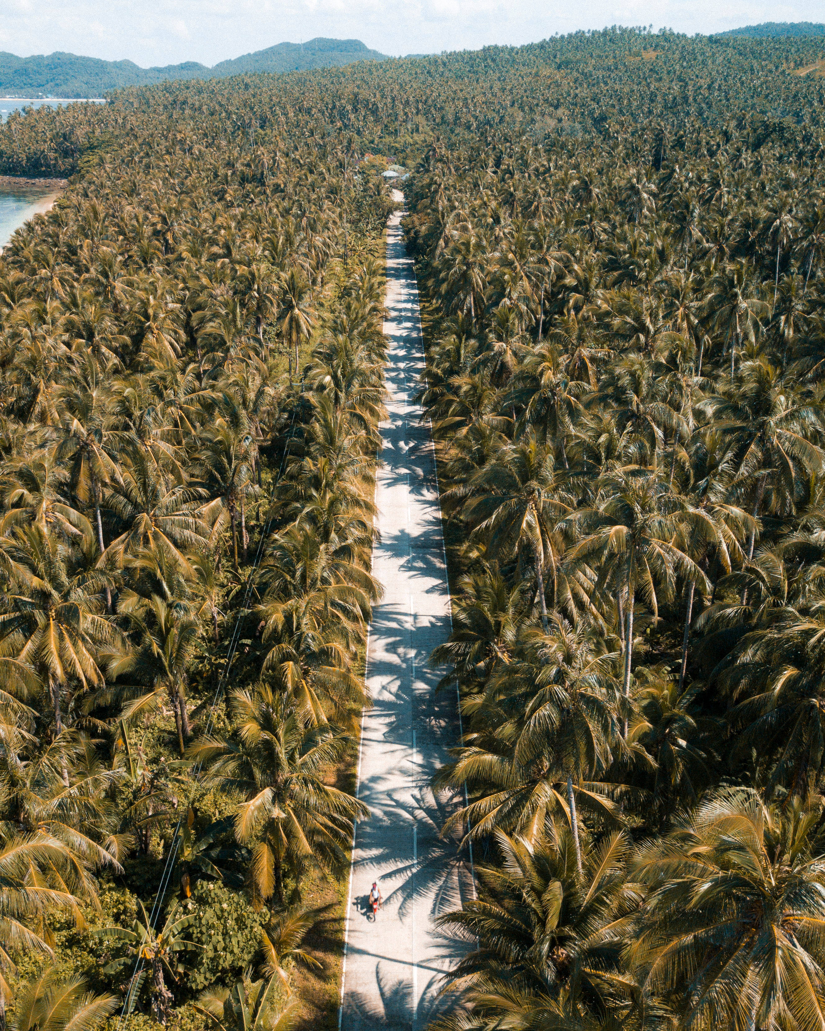 Siargao Island, road, palm trees, 2K Phone Wallpaper