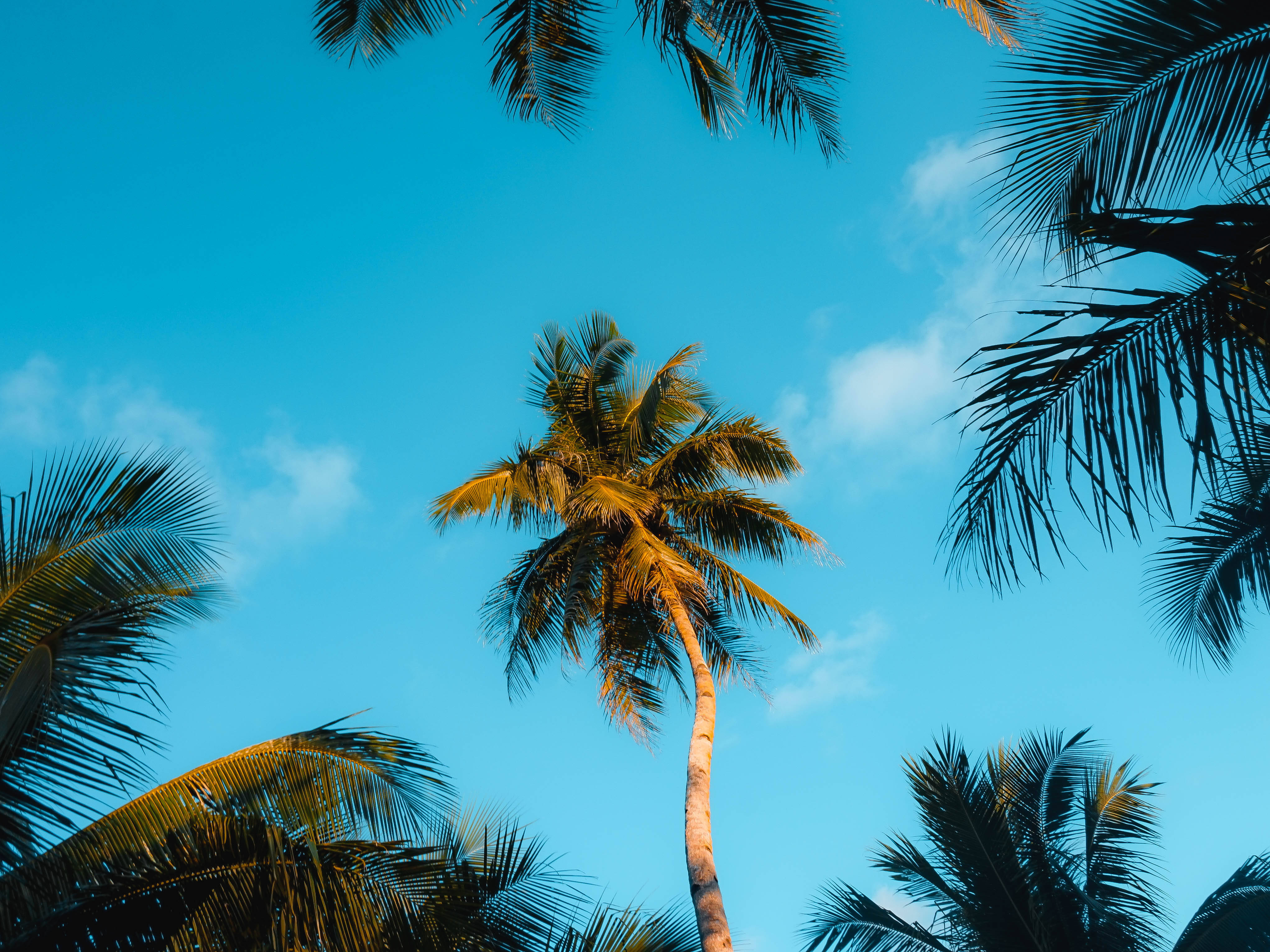 Siargao Island, coconut trees, tropical paradise, 4K Desktop Wallpaper