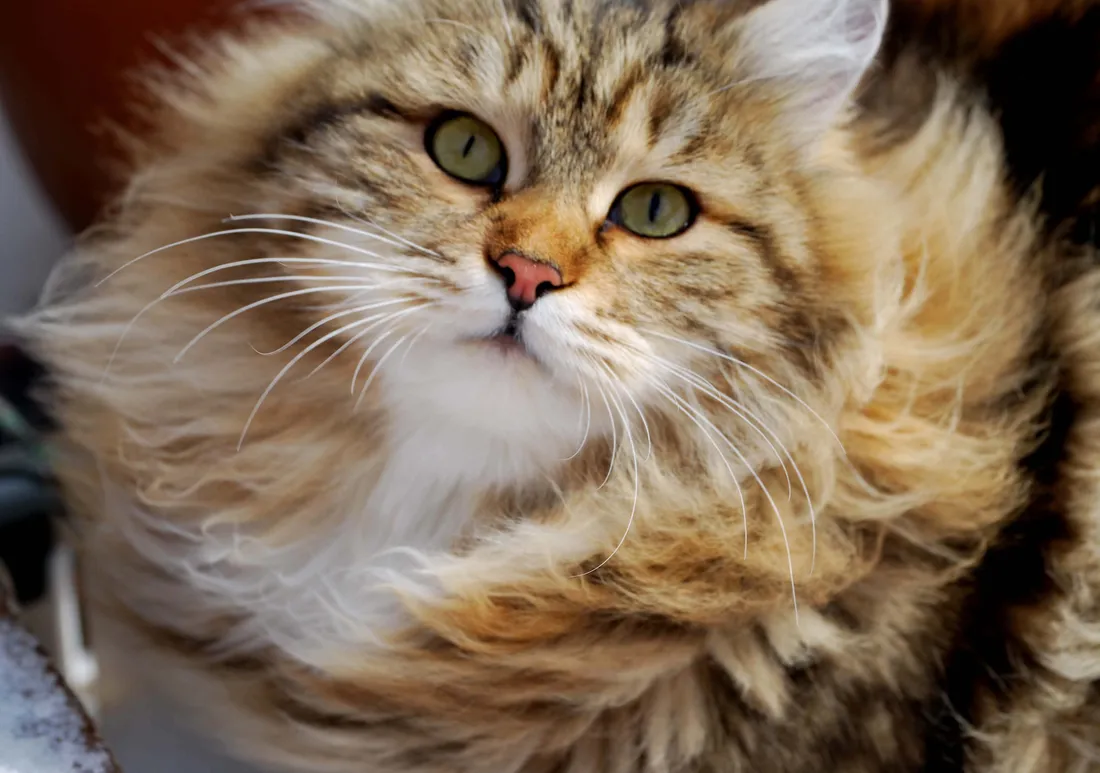 Siberian Cat