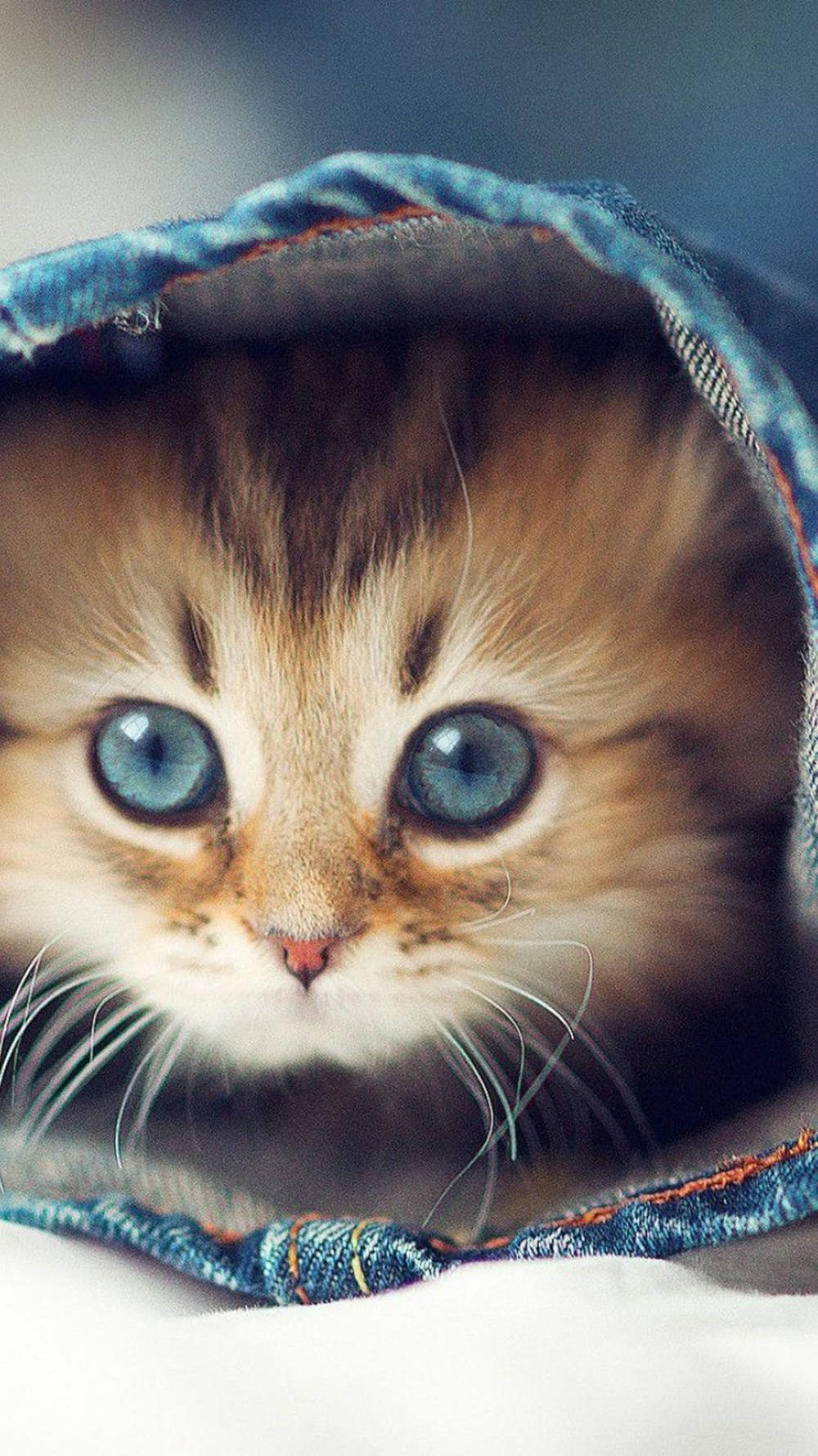 blue eyed siberian cat, iphone, fluffy tabby kitten, HD Phone Wallpaper