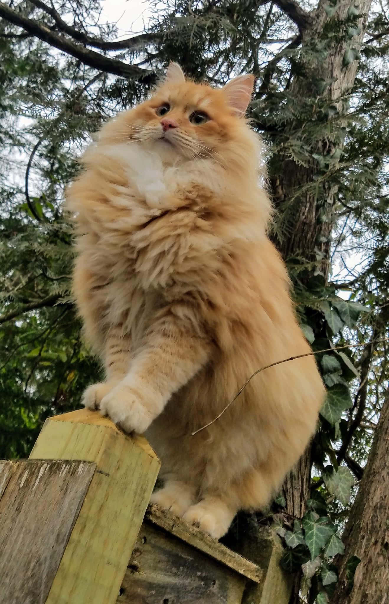 Siberian Cat, orange cat, wooden post, Full HD Phone Wallpaper