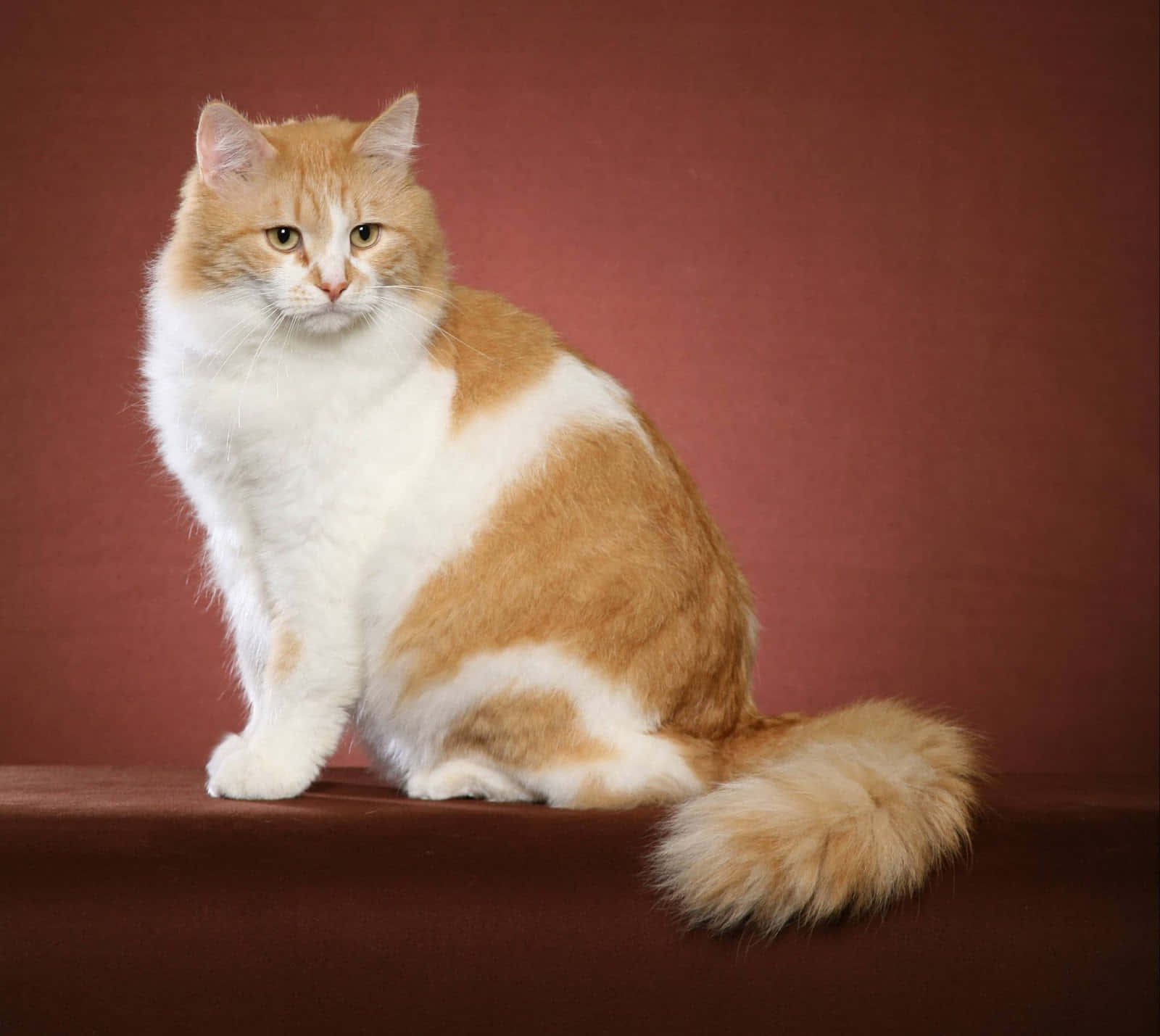 Siberian Cat, orange and white, brown surface, HD Desktop Wallpaper