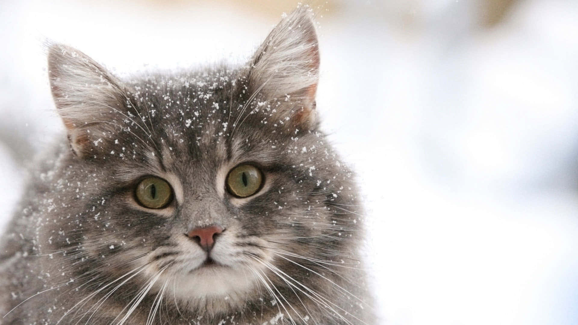 Siberian Cat, fluffy gray cat, green eyes, Full HD Desktop Wallpaper