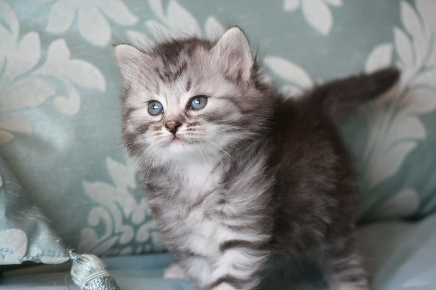 Siberian Cat, fluffy gray tabby kitten, bright blue eyes, HD Desktop Wallpaper