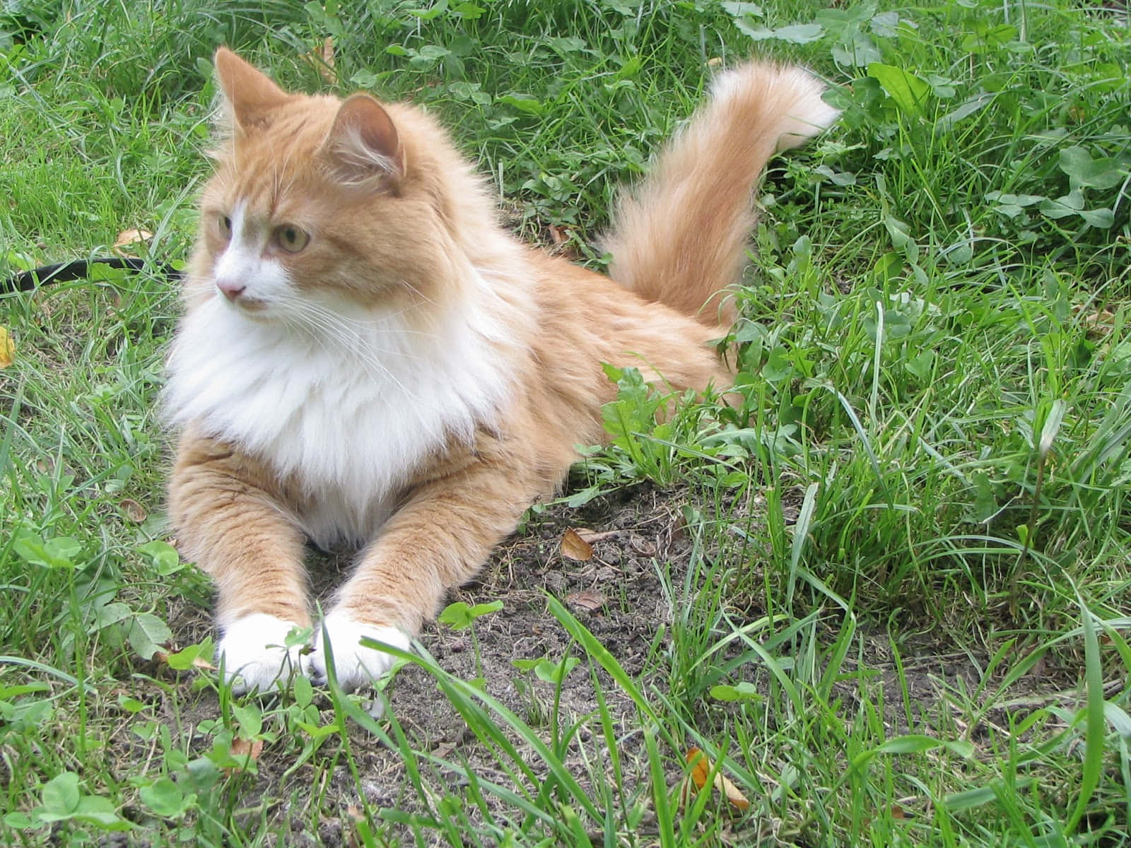 Siberian Cat, orange and white, lush landscape, HD Desktop Wallpaper