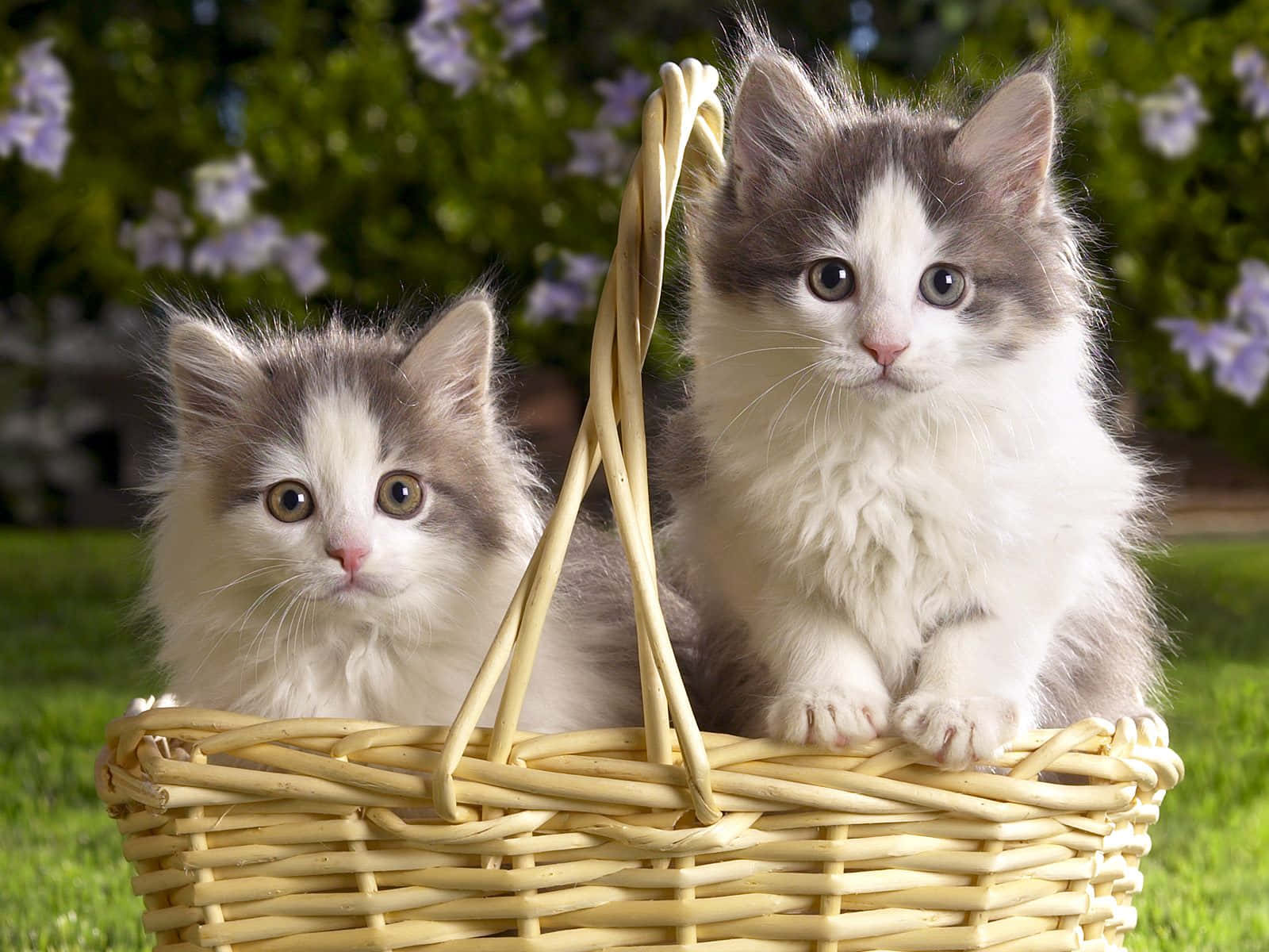 Siberian Cat, woven basket, green grass, HD Desktop Wallpaper