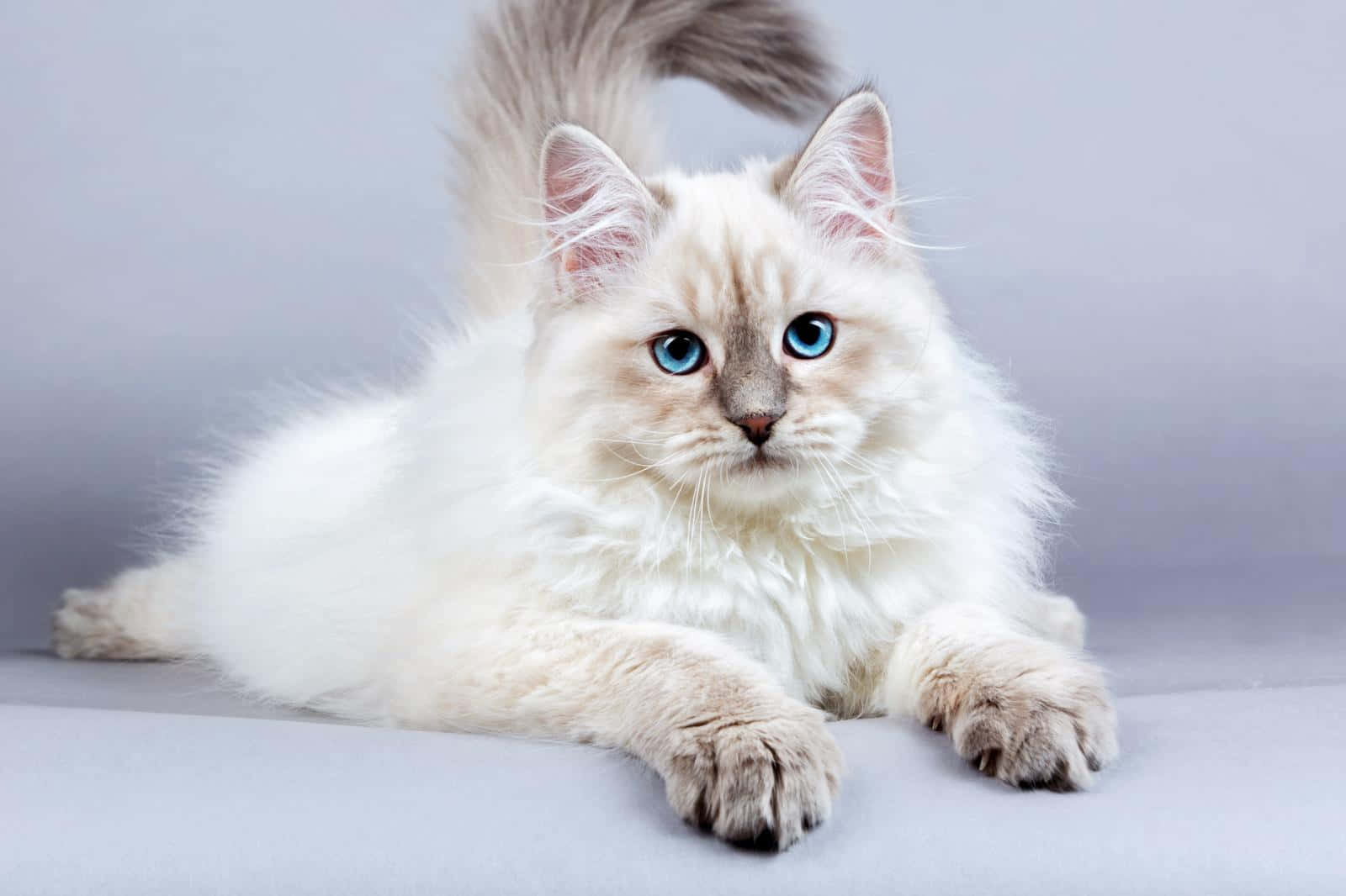 Siberian Cat, fluffy white cat, striking blue eyes, HD Desktop Wallpaper