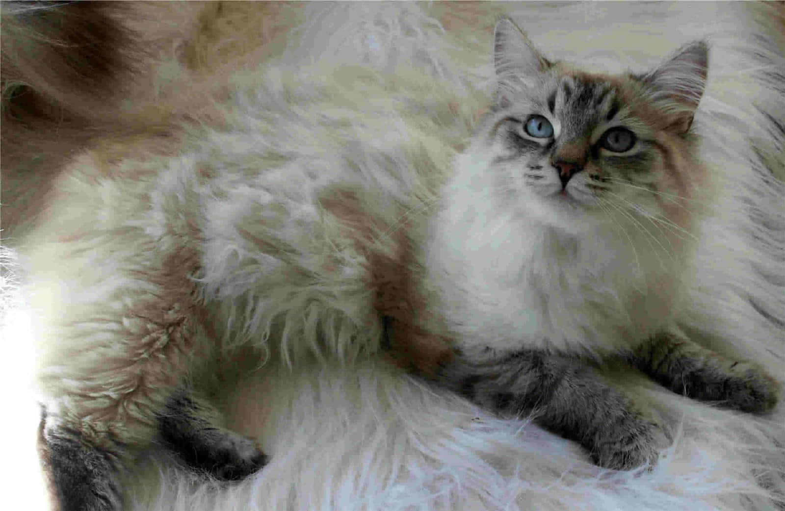 Siberian Cat, blue eyes, soft white rug, HD Desktop Wallpaper
